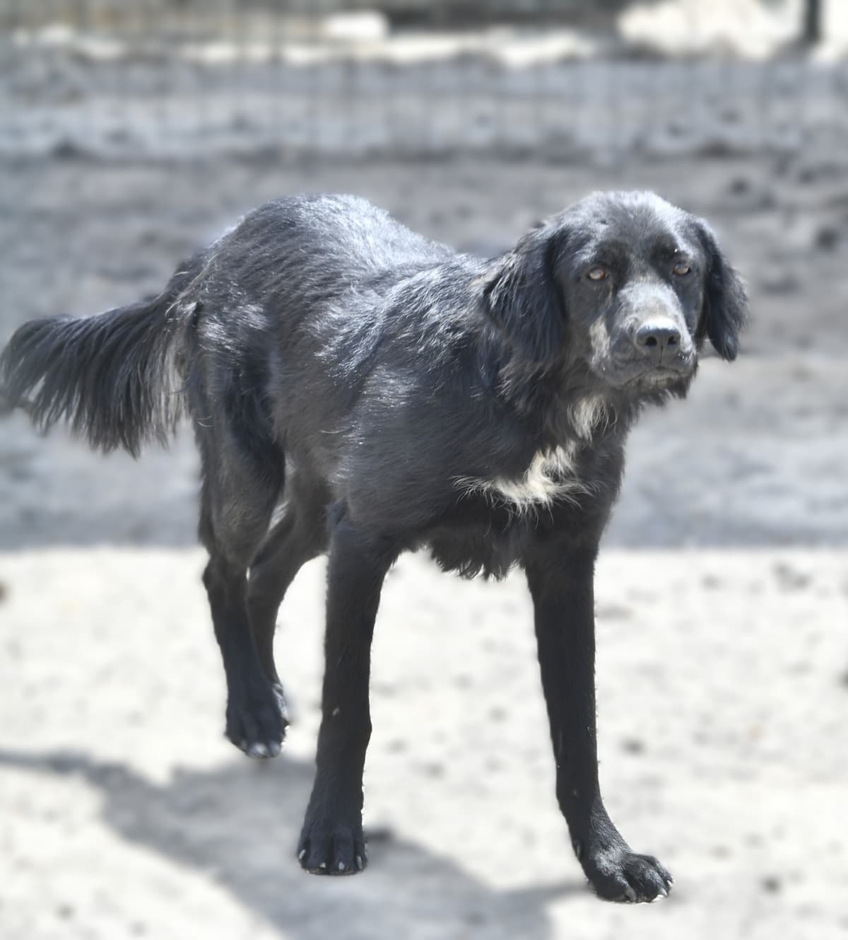 Rucky Melez Köpek, Ankara