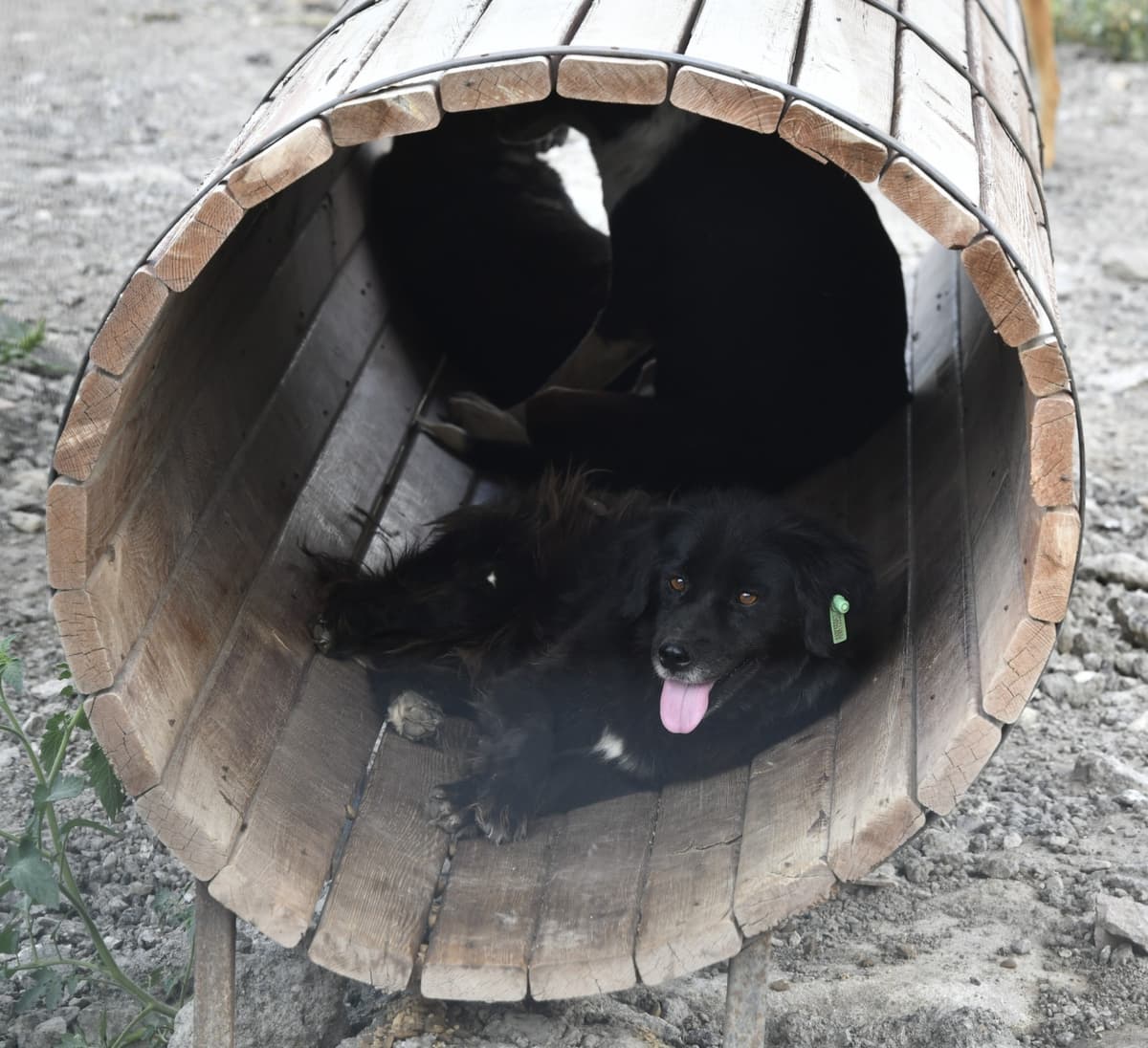 Badem Melez Köpek, Ankara