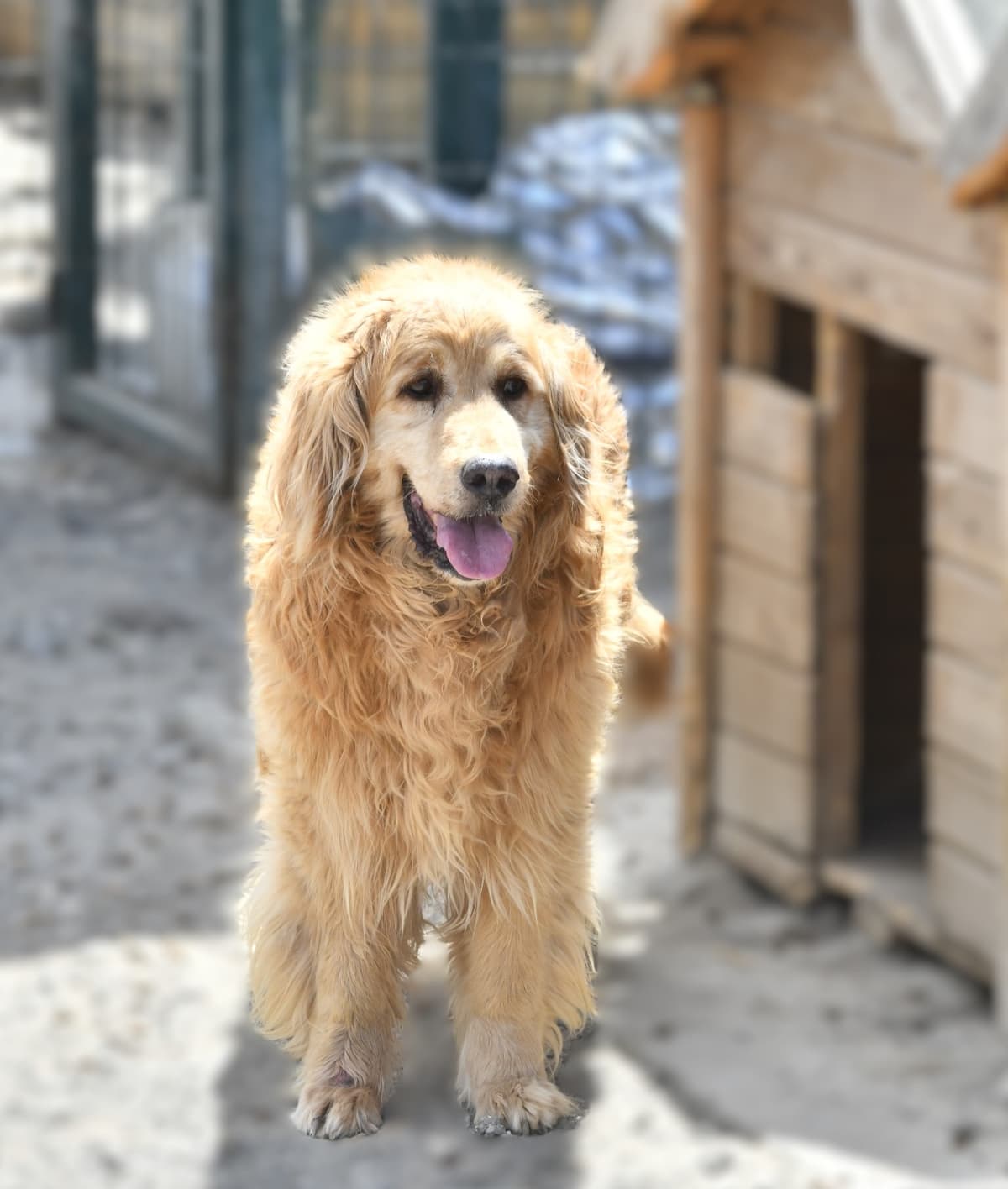 Kuki Melez Köpek, Ankara