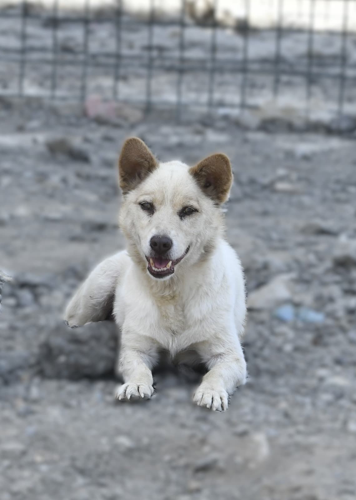 Kaju Melez Köpek, Ankara