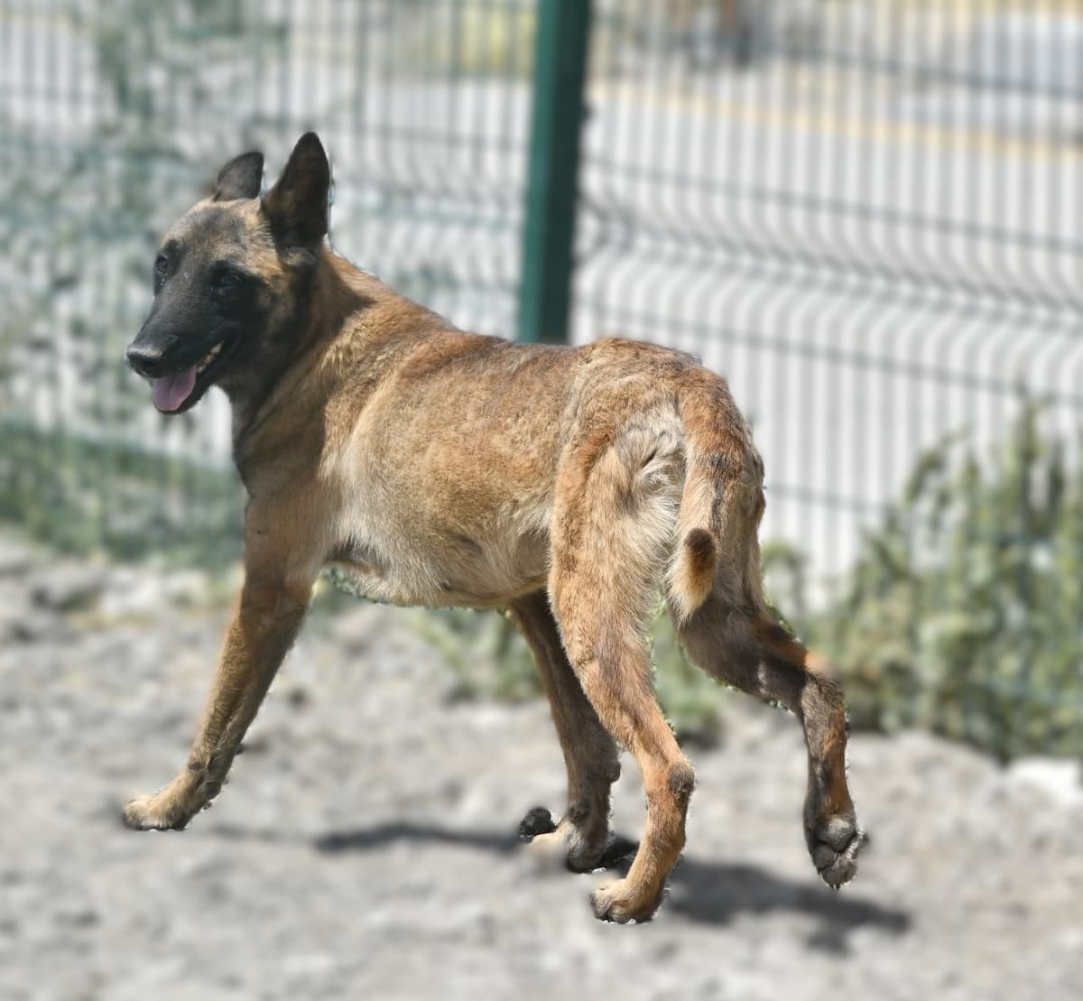 Bambi Melez Köpek, Ankara
