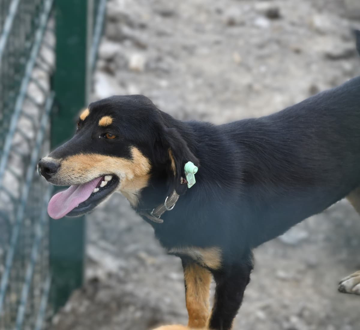 Lucky Melez Köpek, Ankara