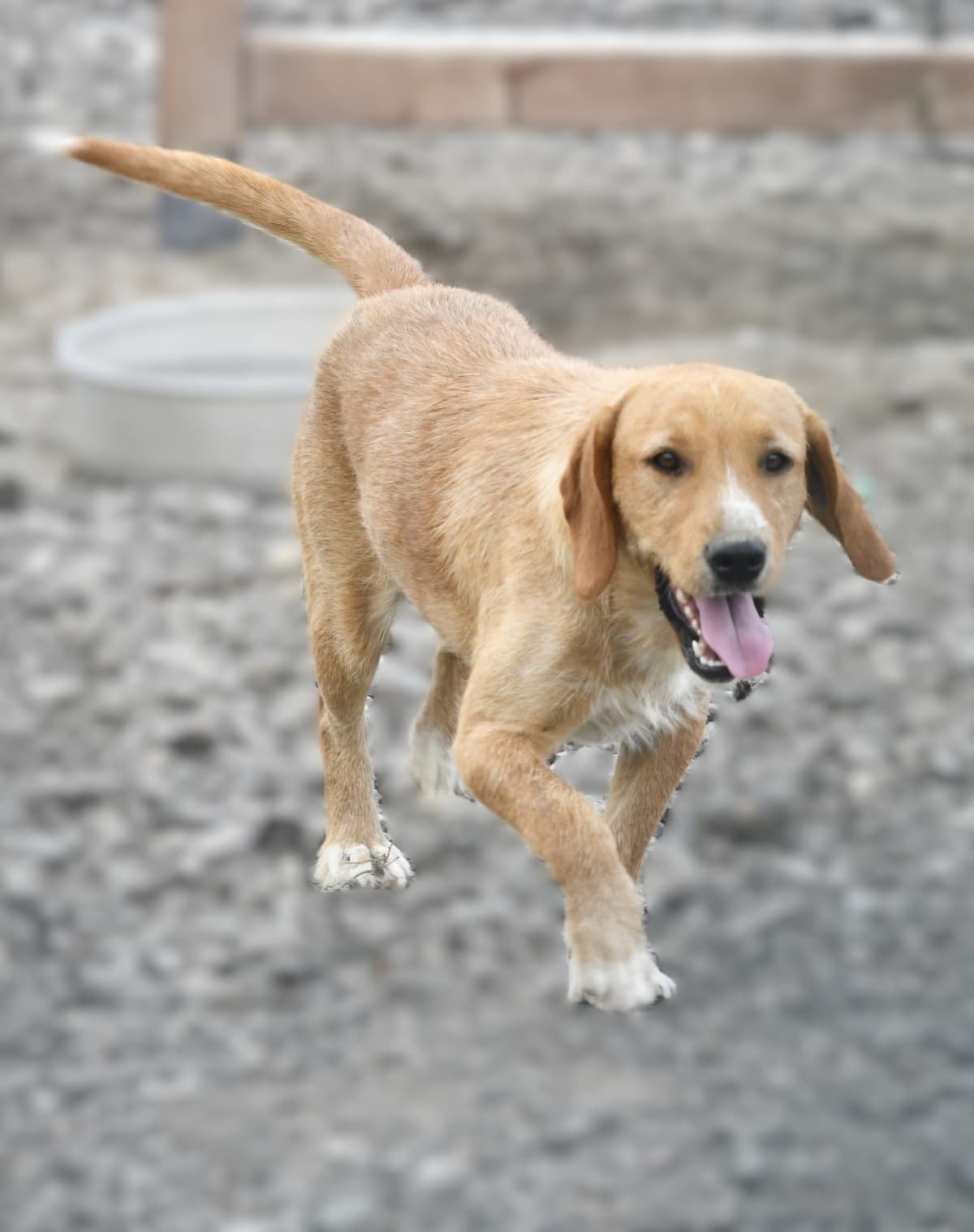 Moka Melez Köpek, Ankara