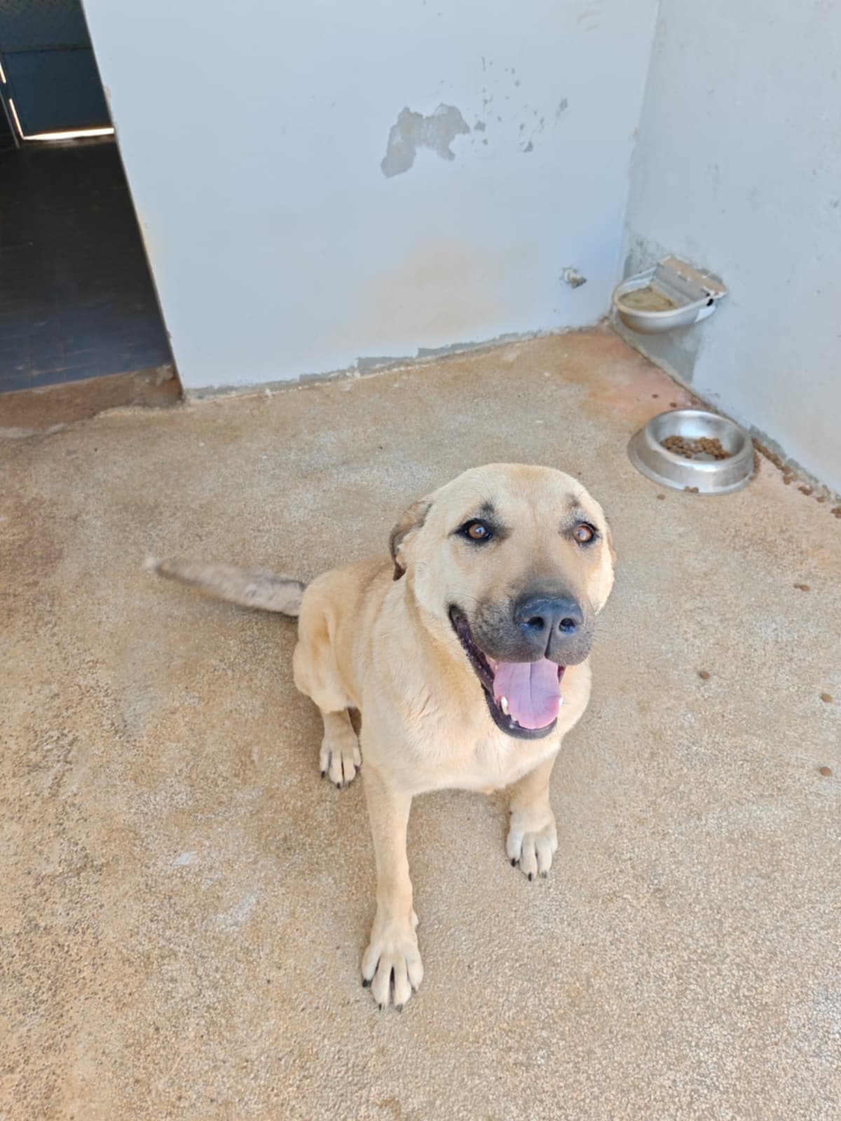 Antalya Pati Dostu 100585 Mix Köpek fotoğrafı