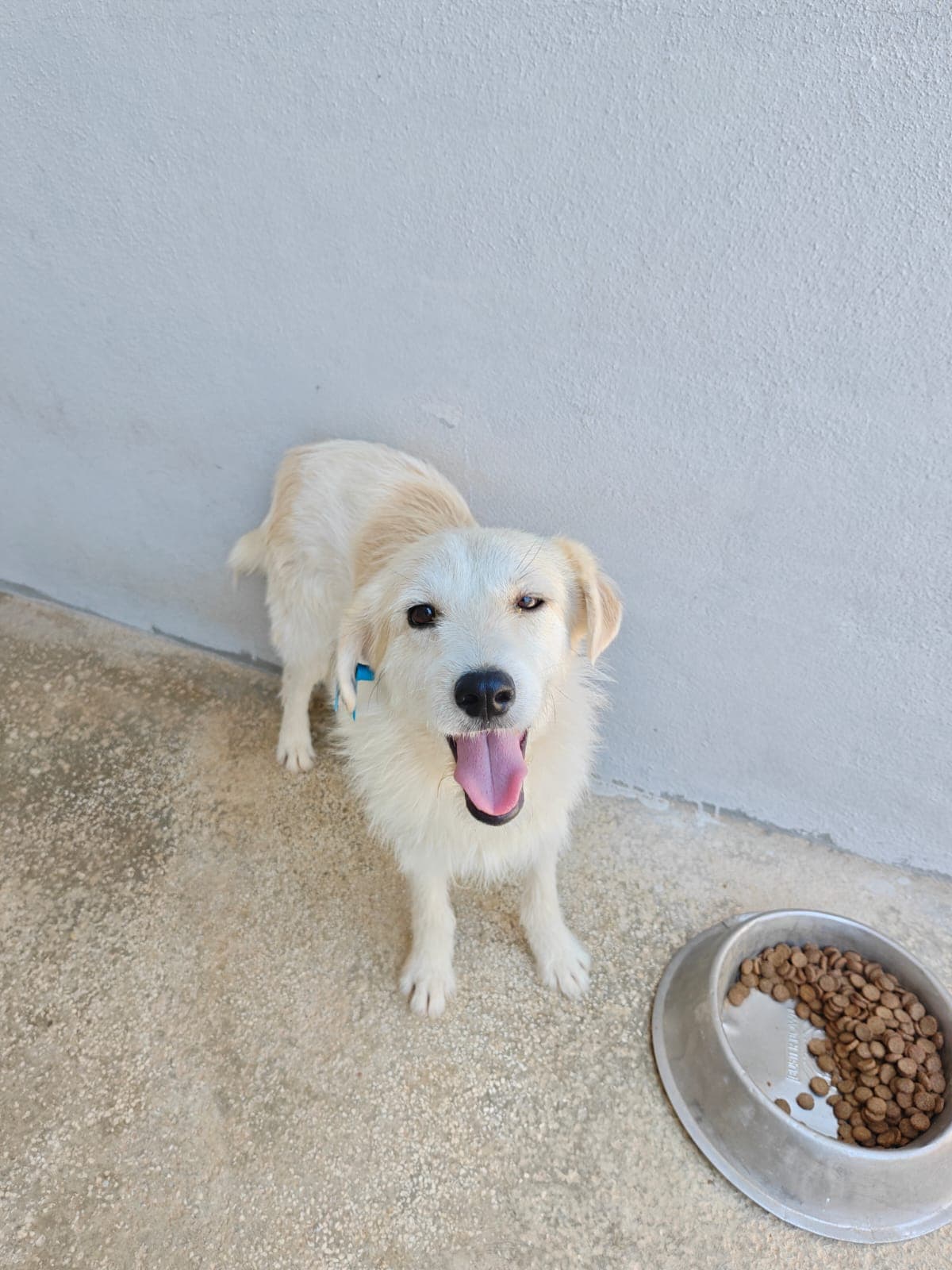 Antalya Pati Dostu 101468 Mix Köpek fotoğrafı
