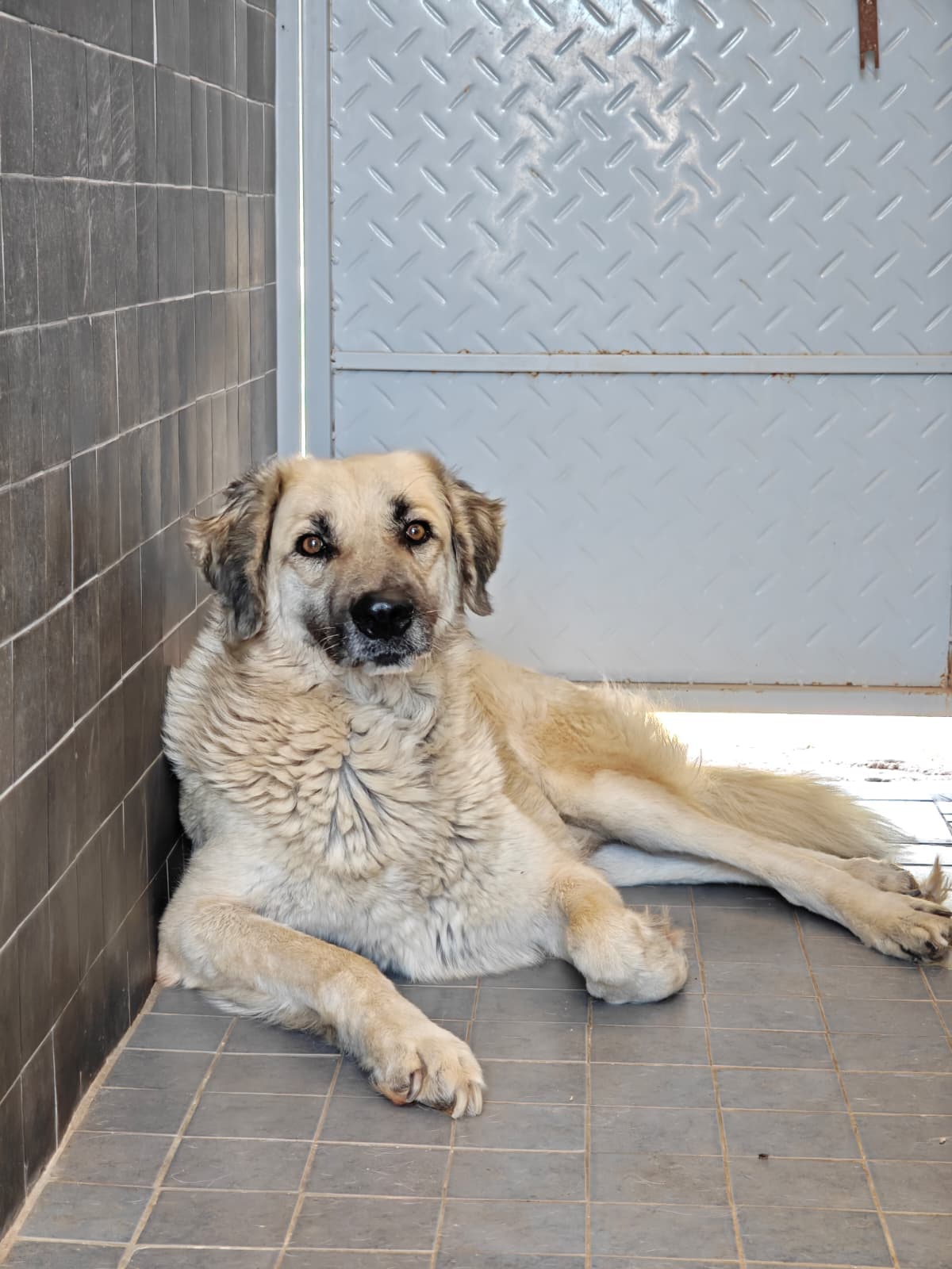 Antalya Pati Dostu 102694 Mix Köpek fotoğrafı
