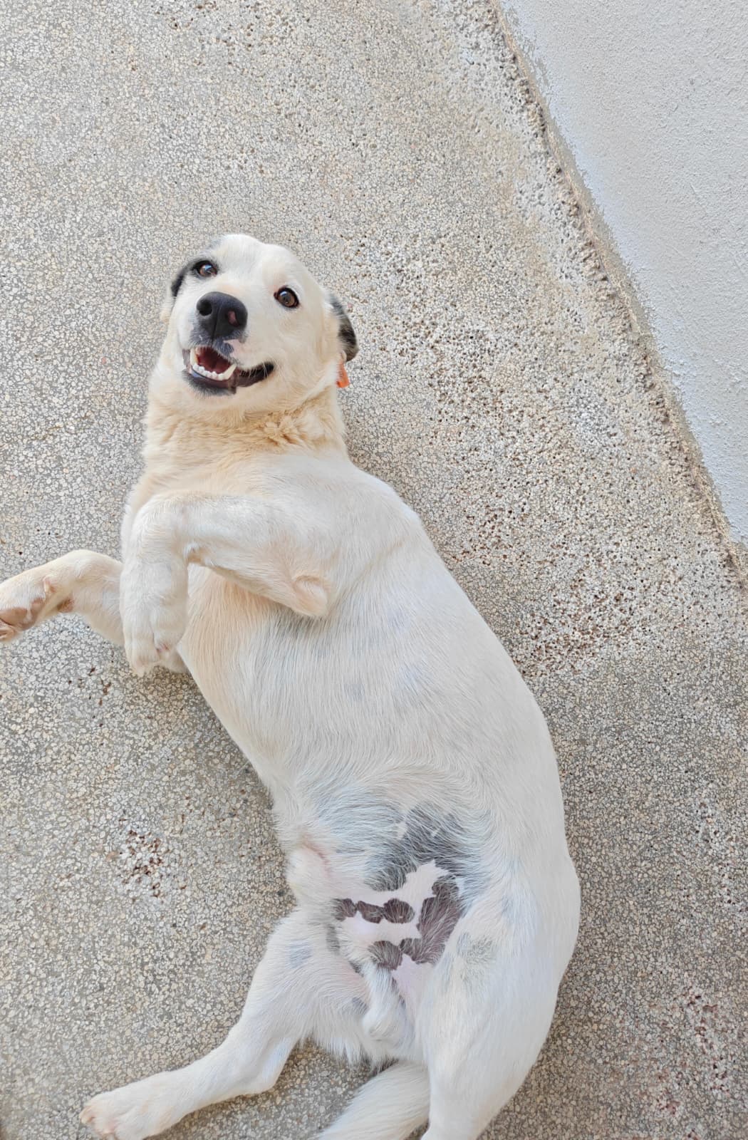 Antalya Pati Dostu 103303 Mix Köpek fotoğrafı
