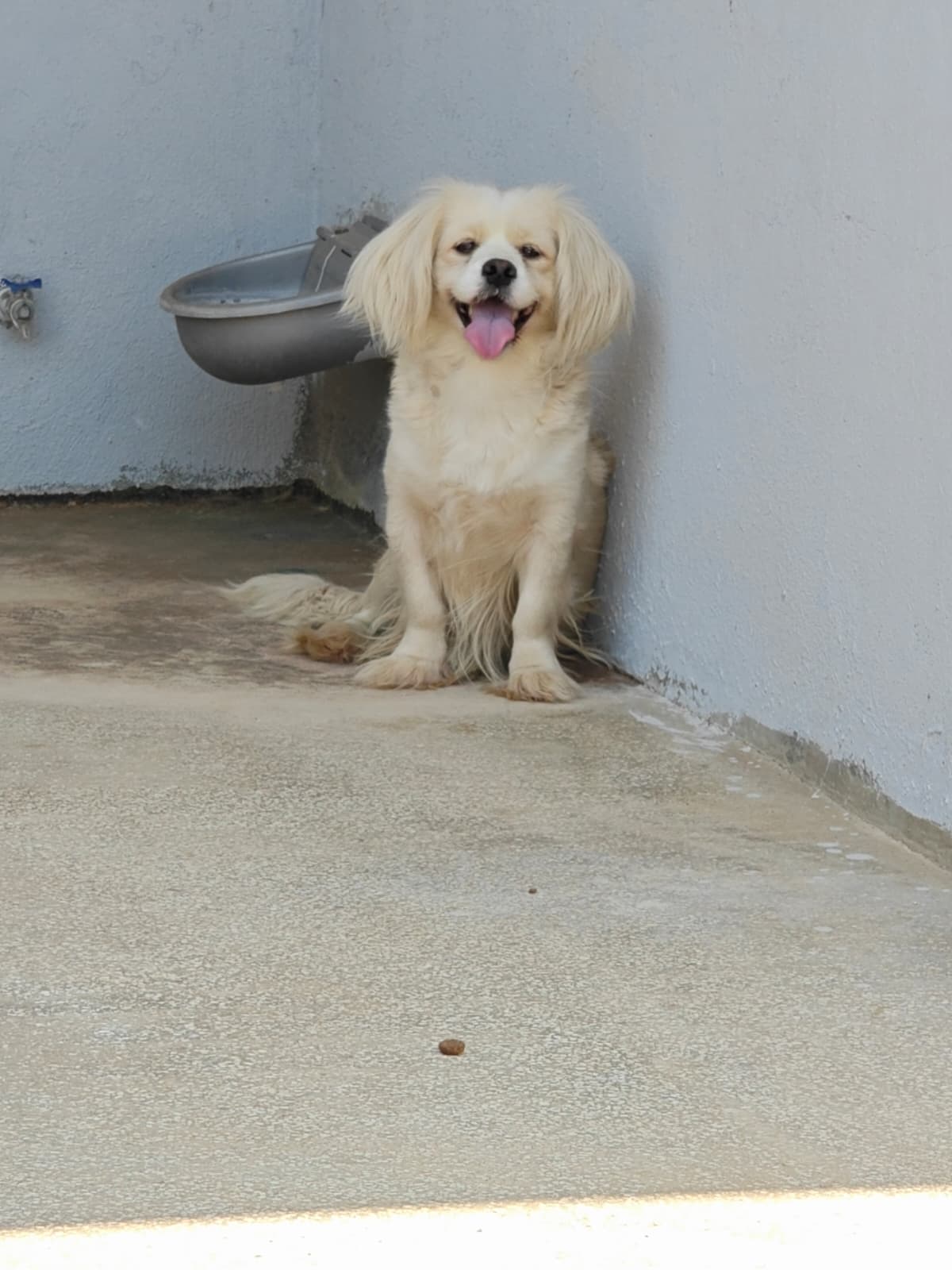 Antalya Pati Dostu 103338 Mix Köpek fotoğrafı