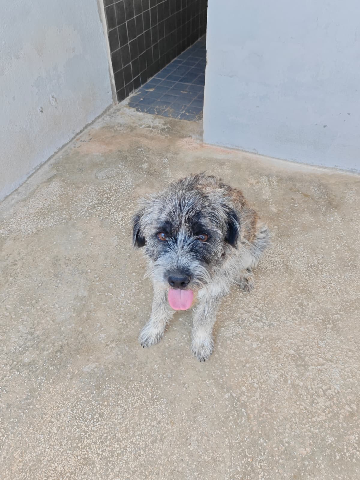 Antalya Pati Dostu 103536 Mix Köpek fotoğrafı