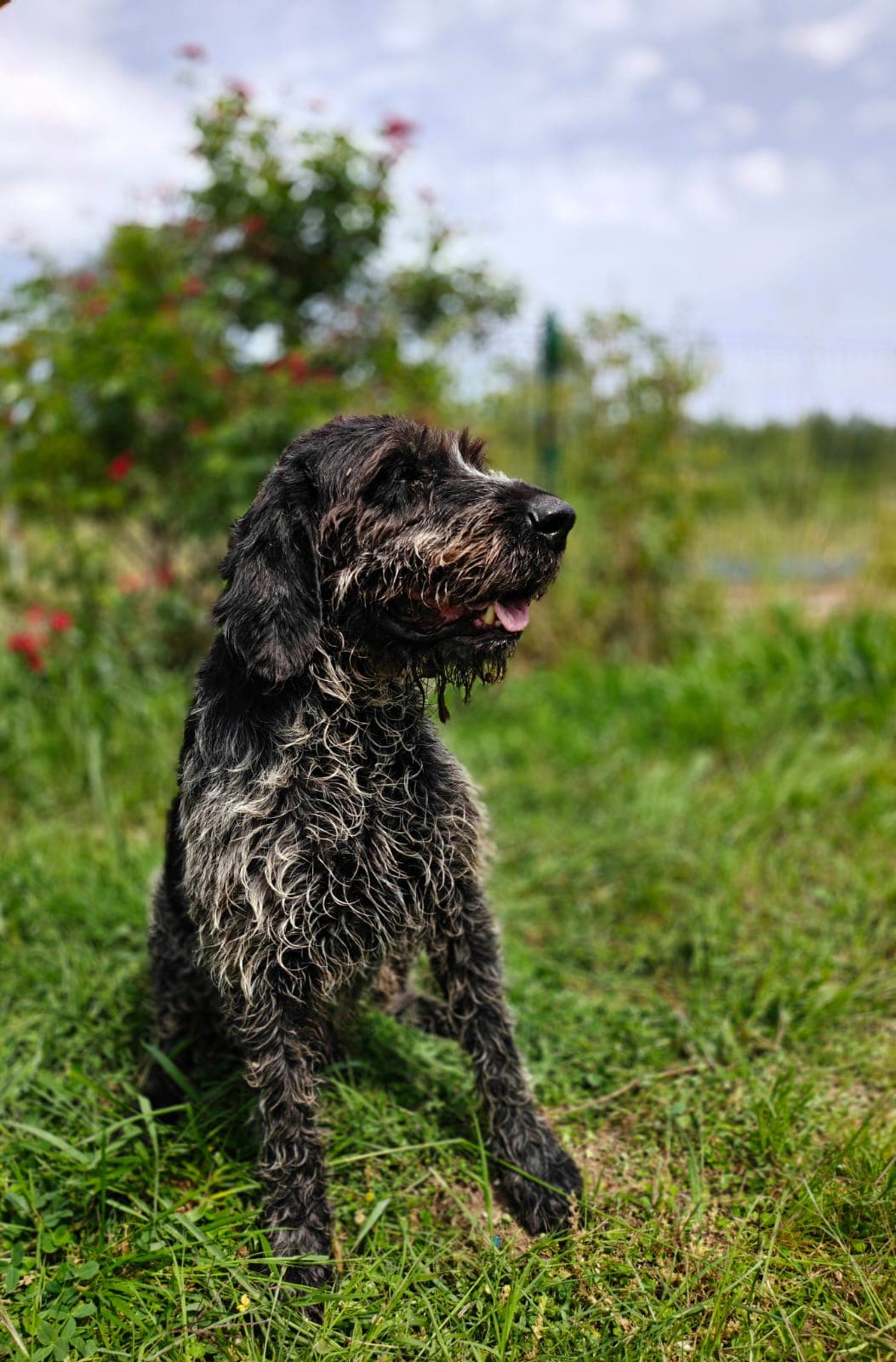 Antalya Pati Dostu 104101 Crosbred Köpek fotoğrafı