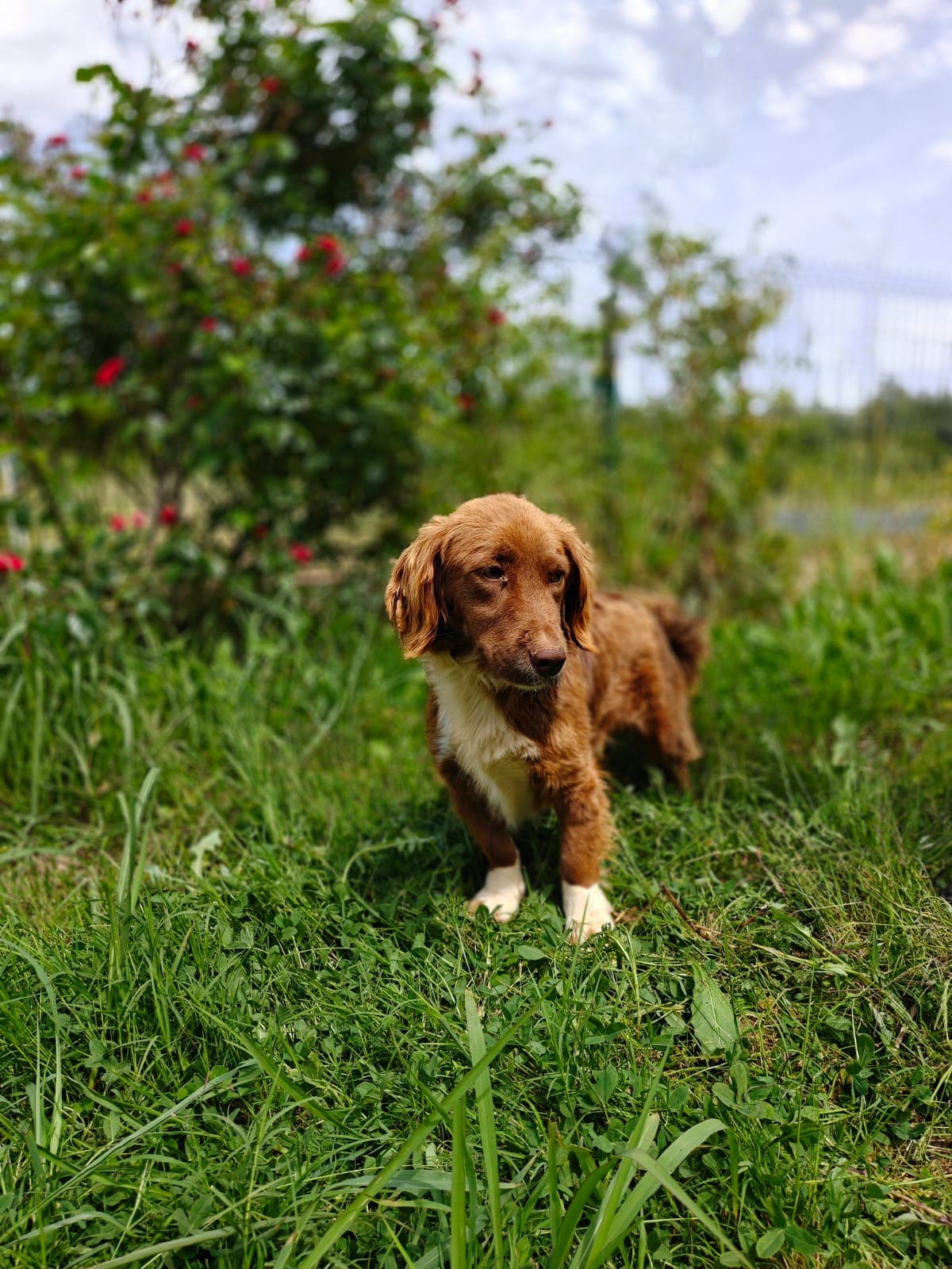 Antalya Pati Dostu 83217 Mix Köpek fotoğrafı