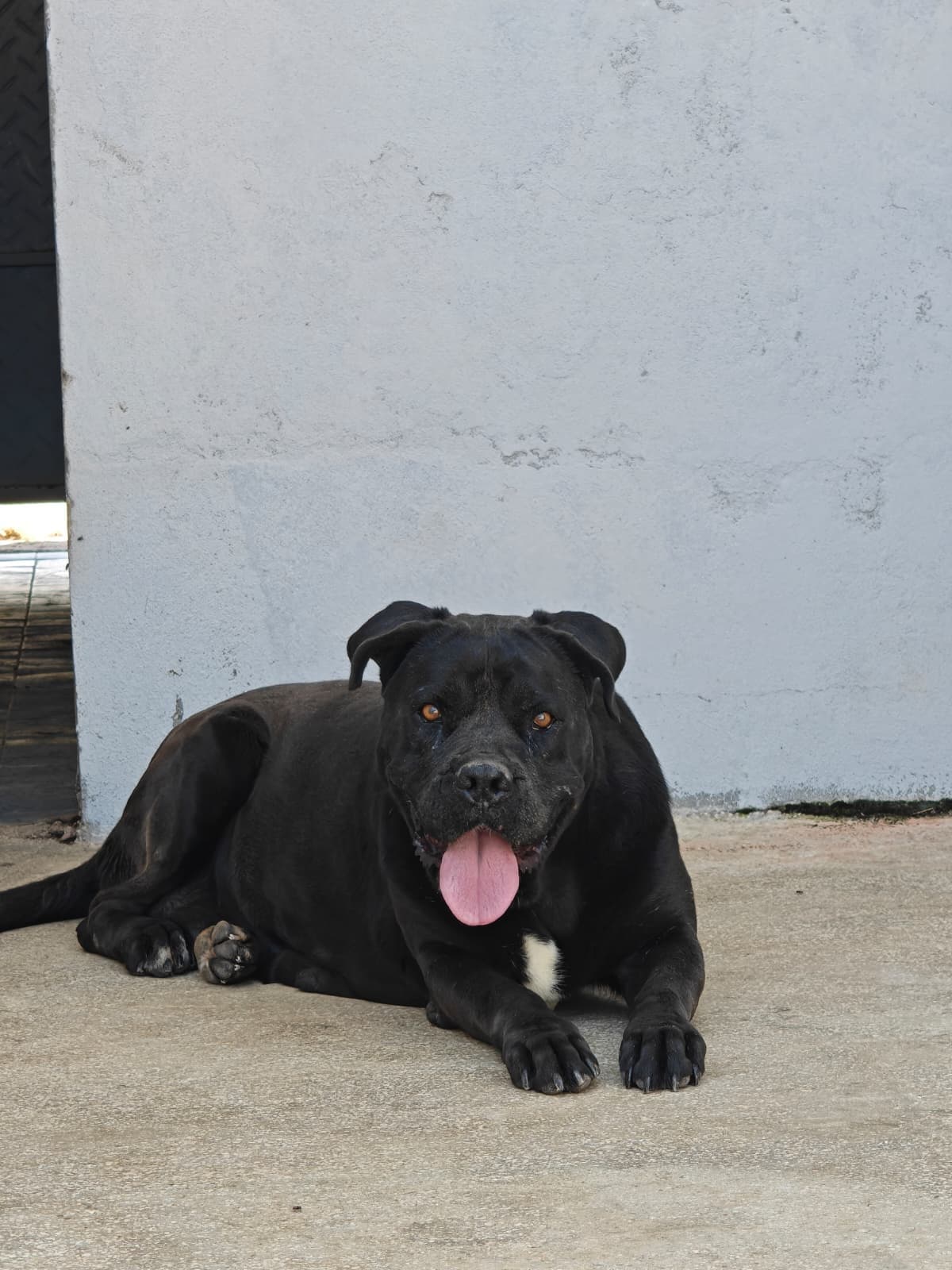 Antalya Pati Dostu 90937 Cane Corsa Köpek fotoğrafı