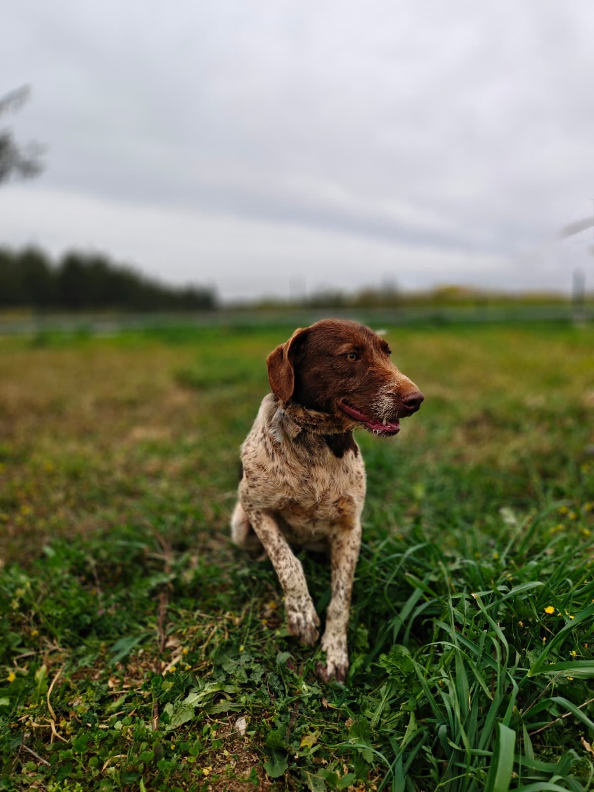 Antalya Pati Dostu 91637 Mix Köpek fotoğrafı