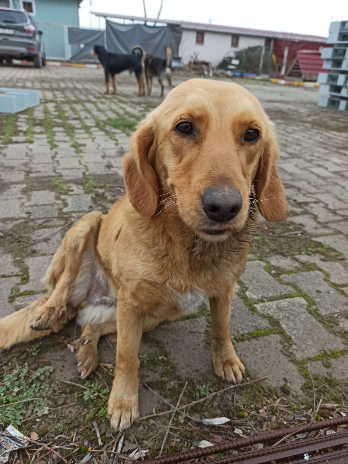 Karamel Melez Köpek fotoğrafı