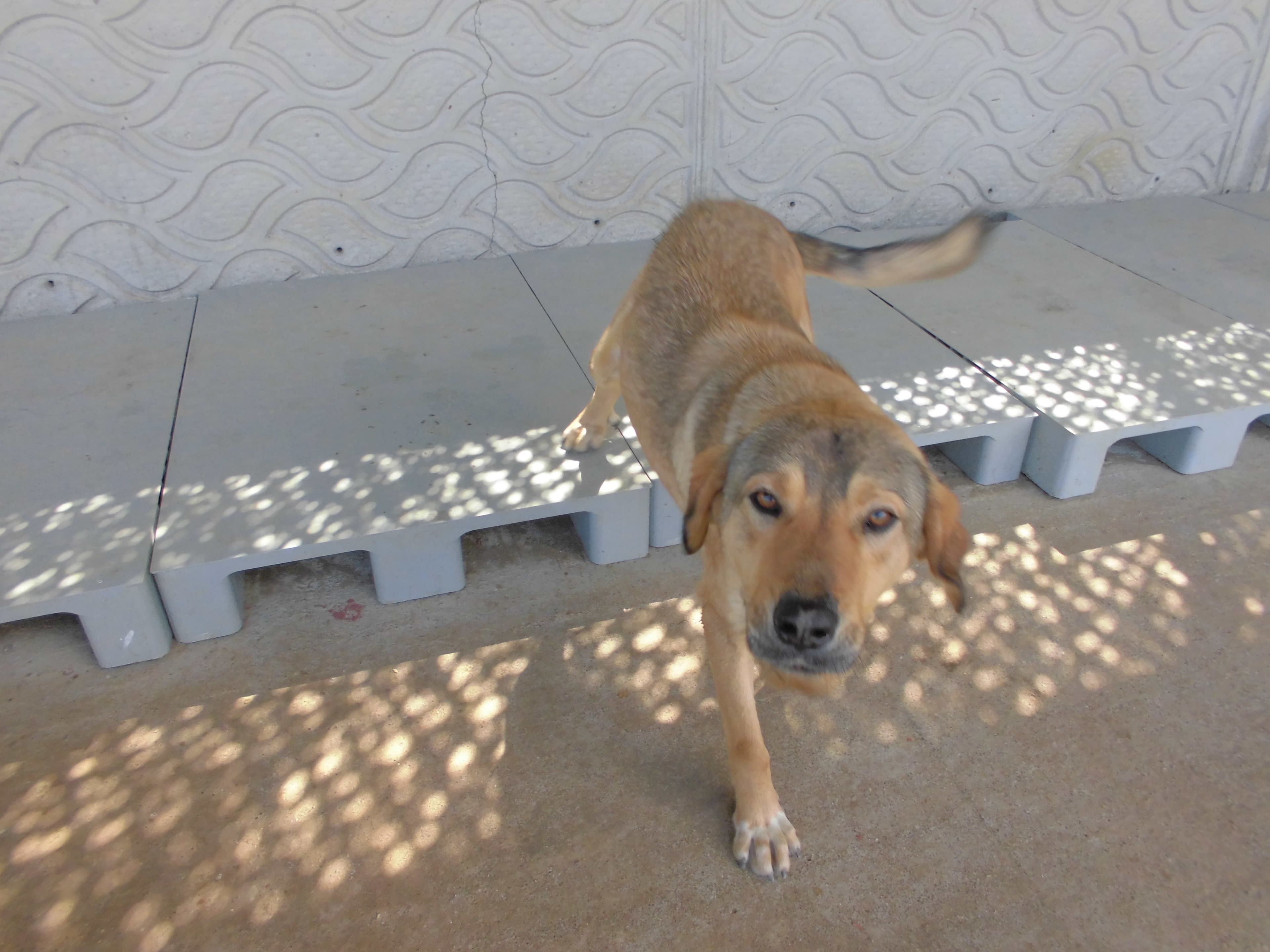 THOR Melez Köpek fotoğrafı