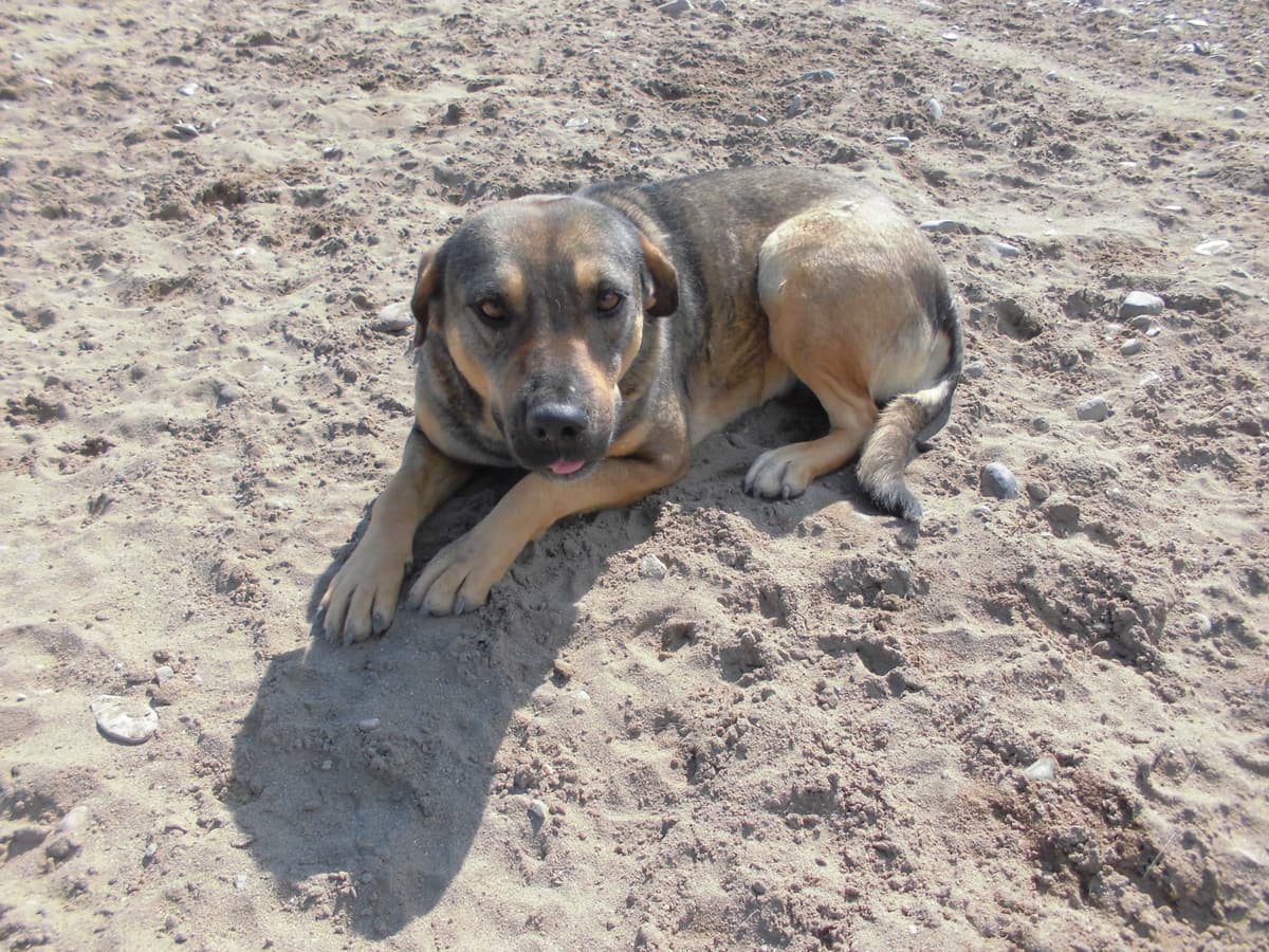 Bella Melez Köpek fotoğrafı