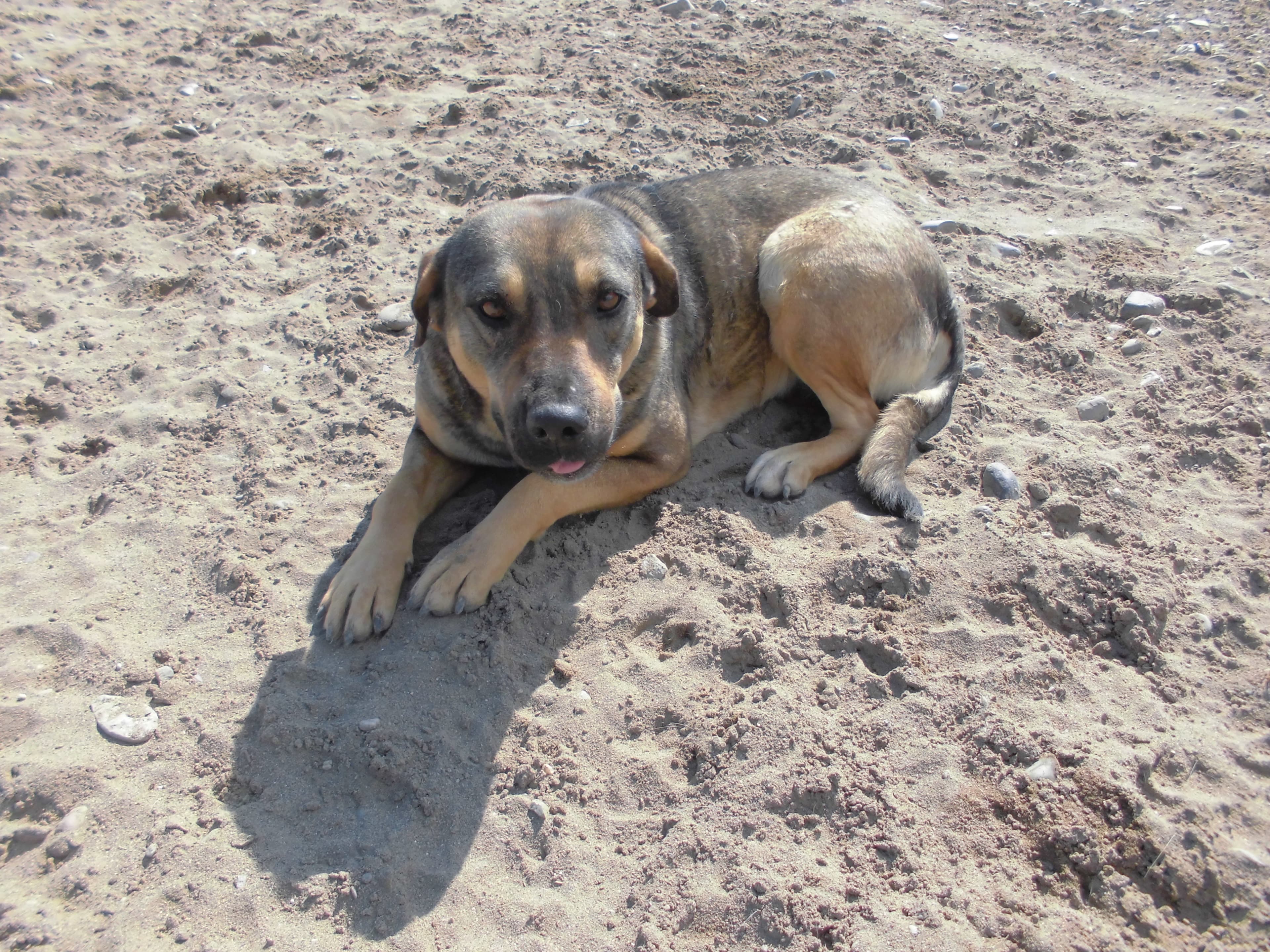 BELLA Melez Köpek fotoğrafı