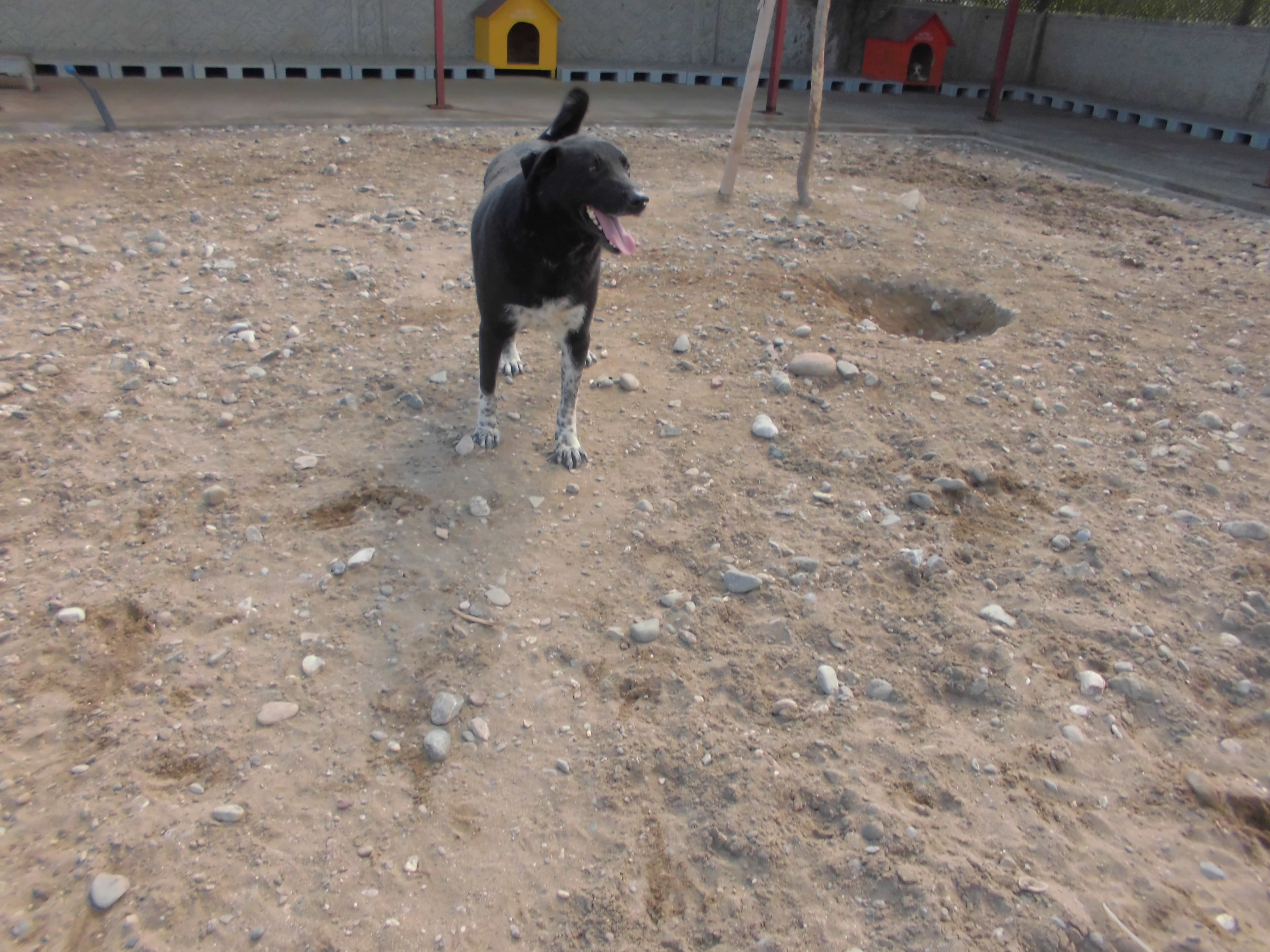 ZEYTİN Melez Köpek fotoğrafı