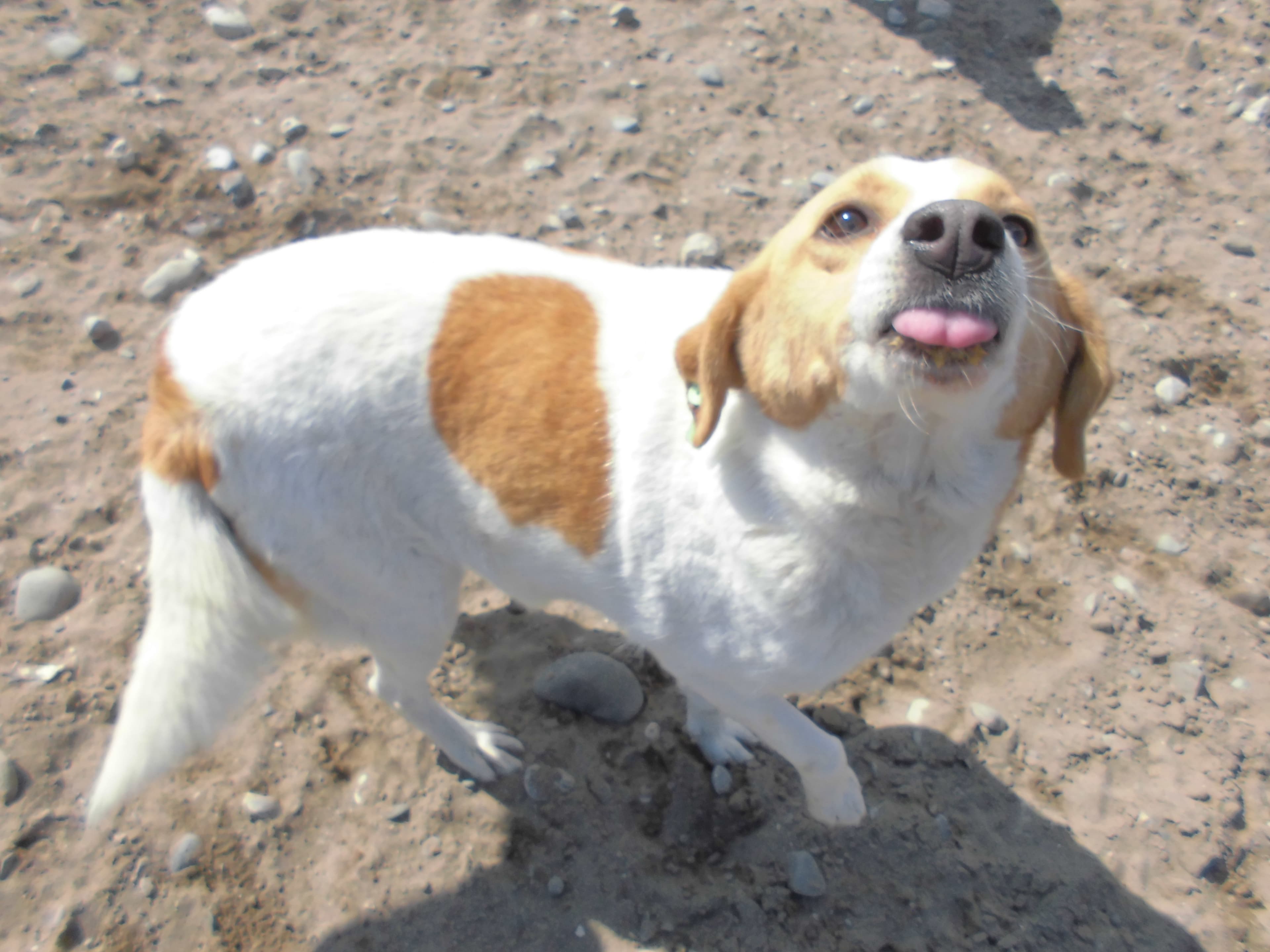 KÖPÜK Melez Köpek fotoğrafı