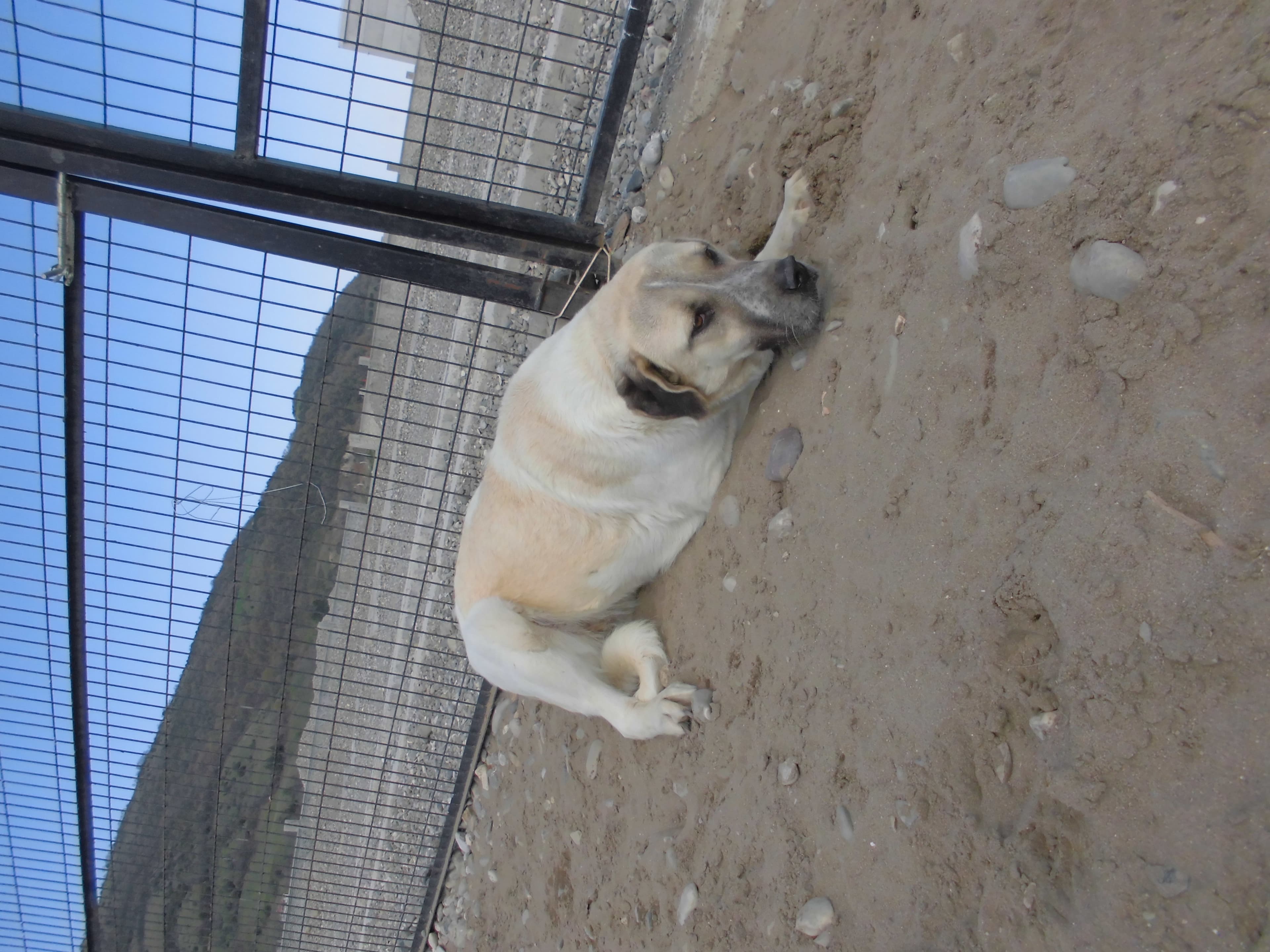 DAİSY Kangal Köpek fotoğrafı
