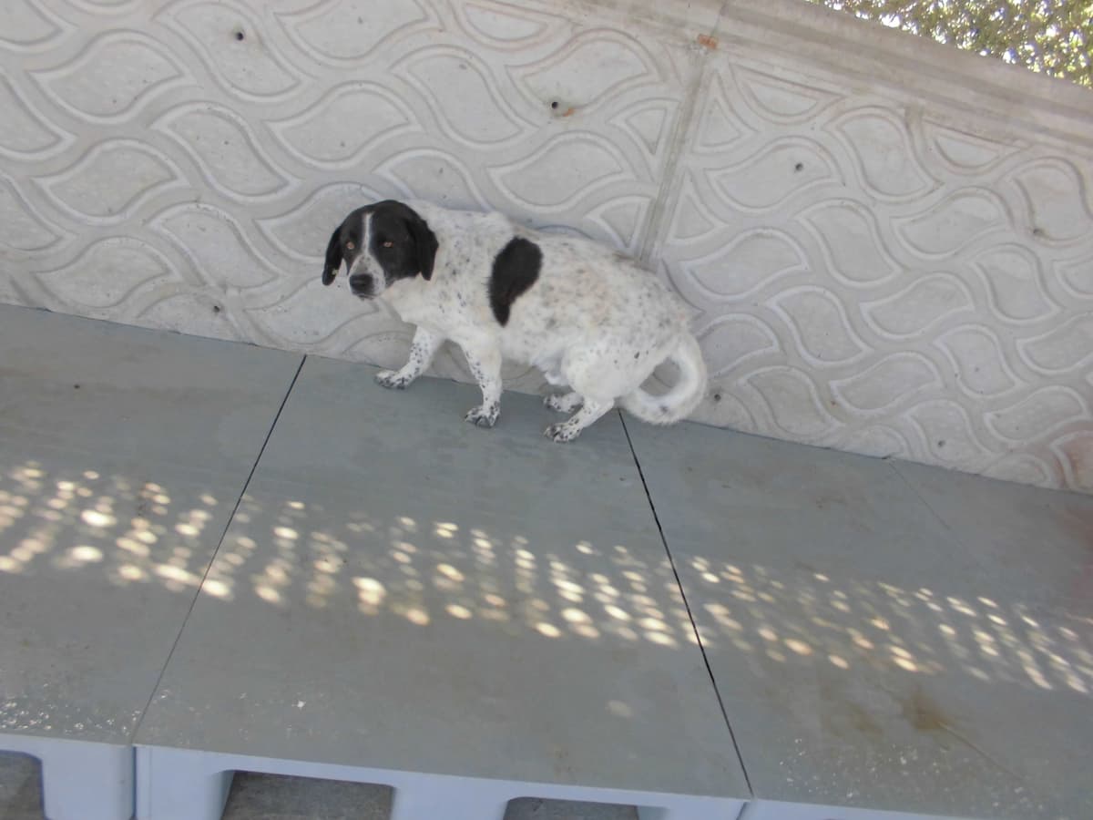 Boncuk Melez Köpek fotoğrafı