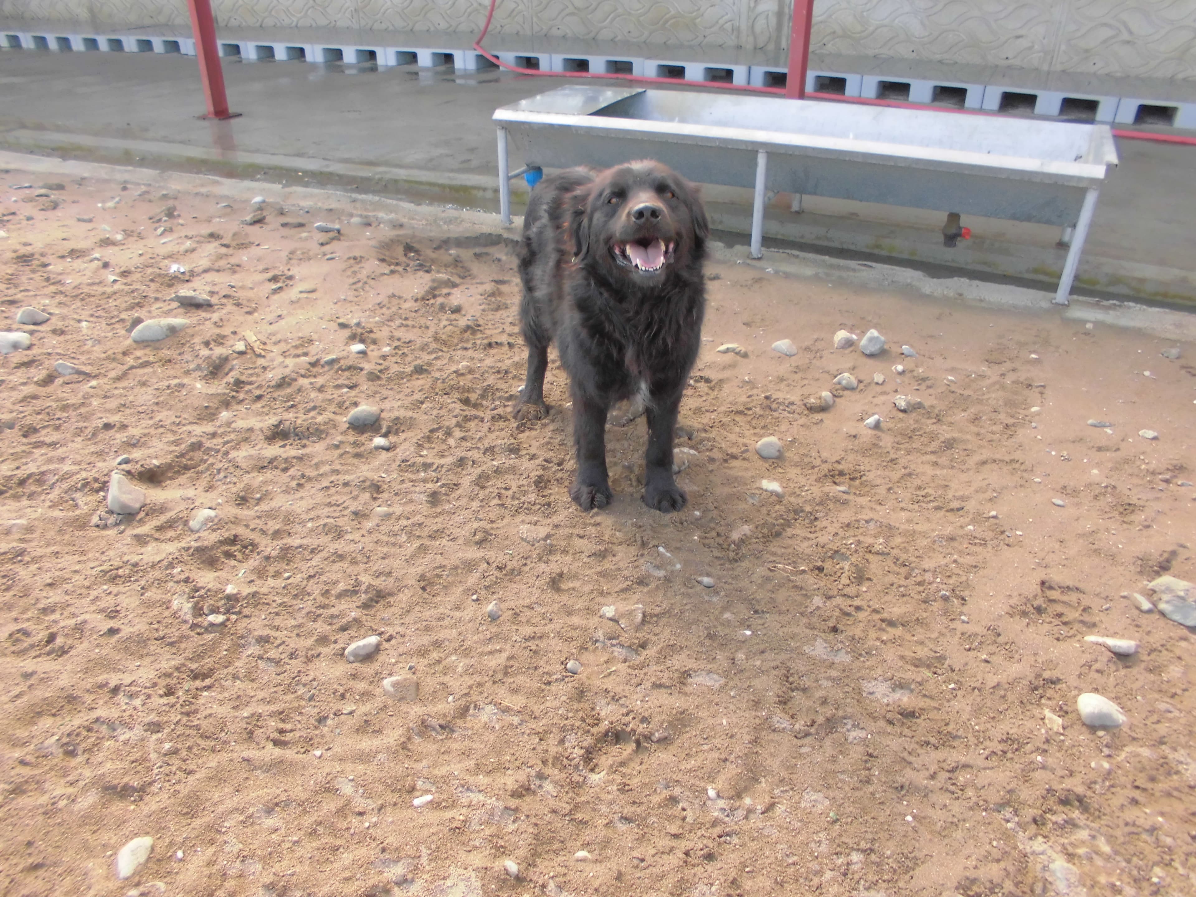 MAX Golden Köpek fotoğrafı