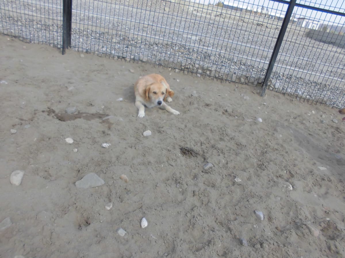 Tarçın Melez Köpek fotoğrafı
