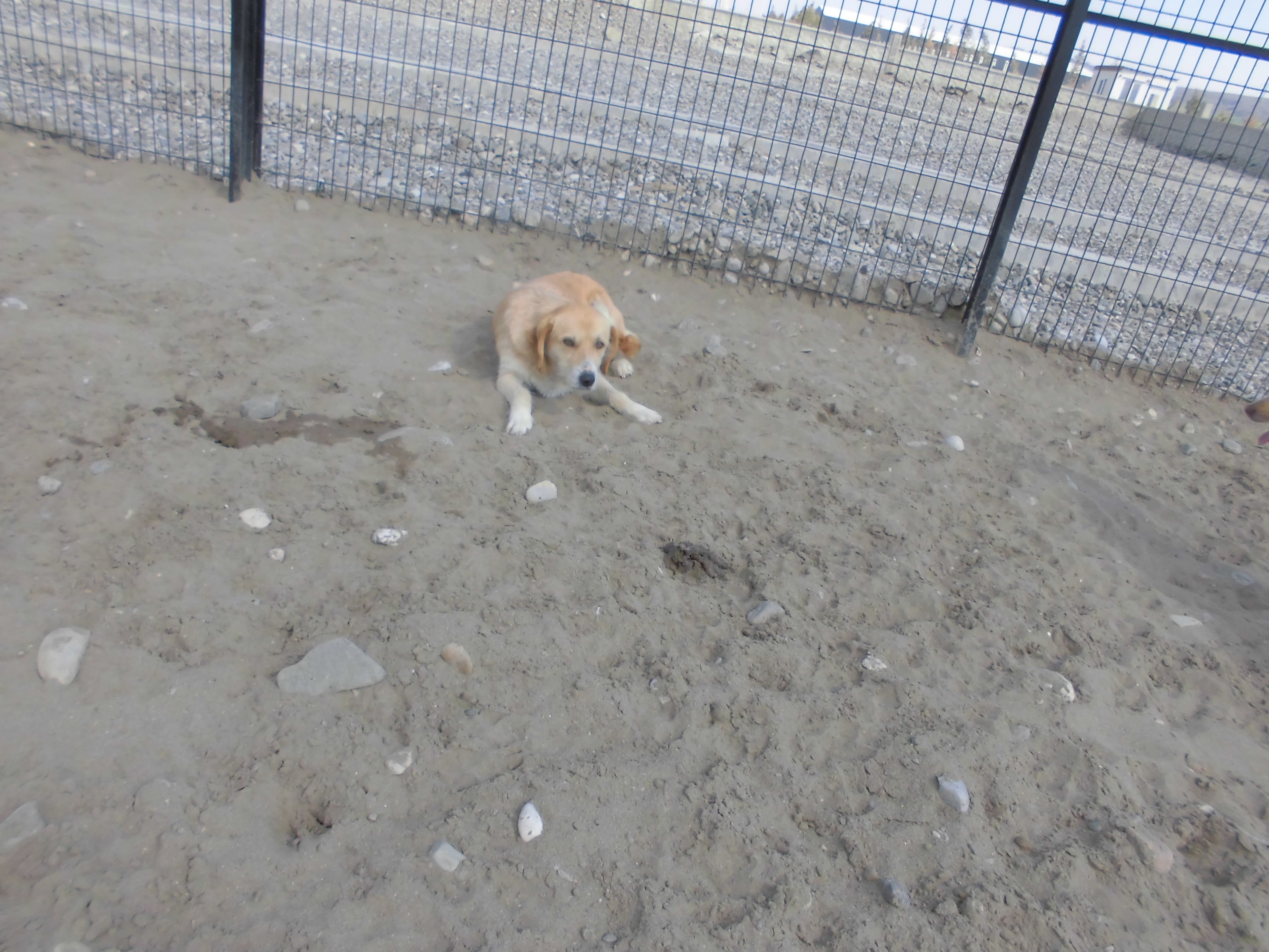 TARÇIN Melez Köpek fotoğrafı