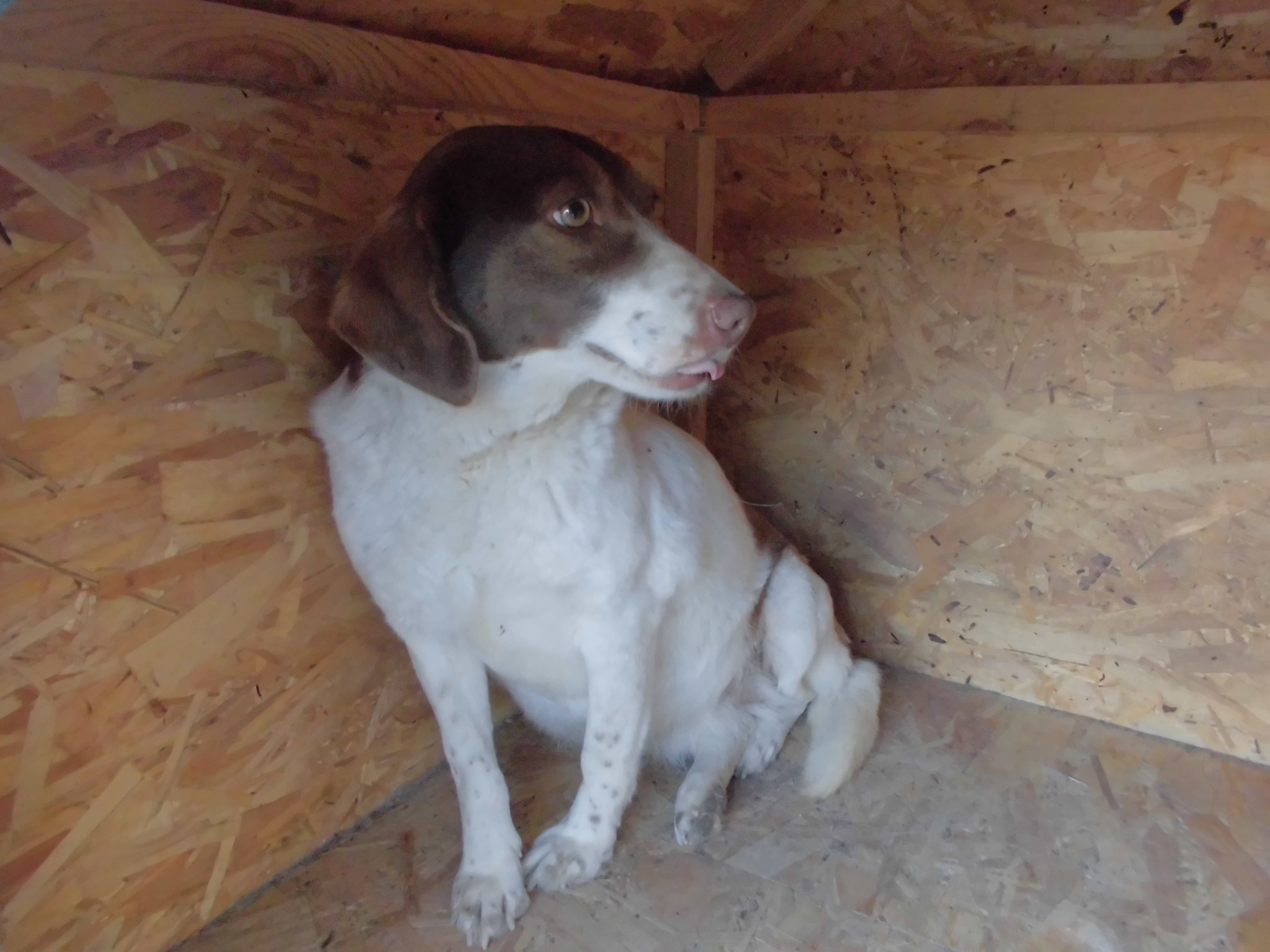 ARYA Melez Köpek fotoğrafı
