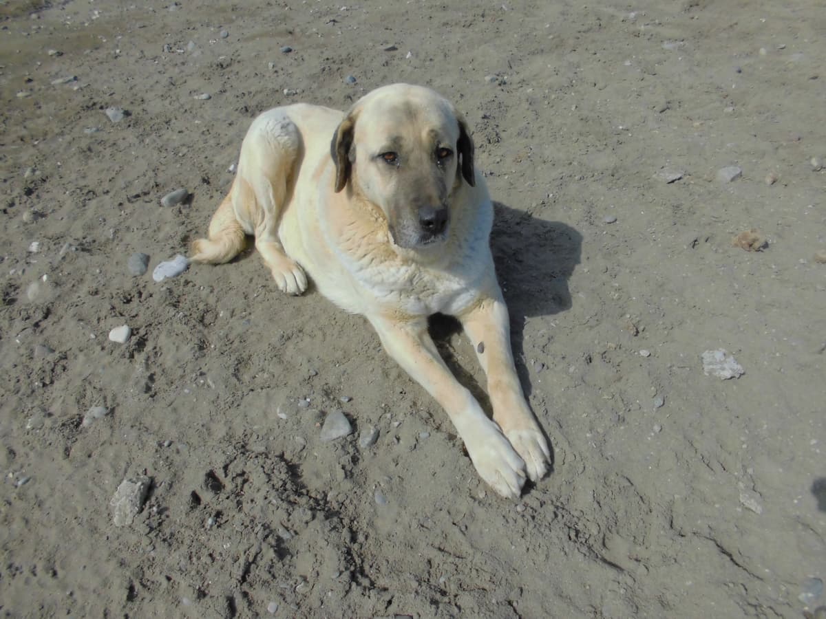 Paşa Kangal Köpek fotoğrafı