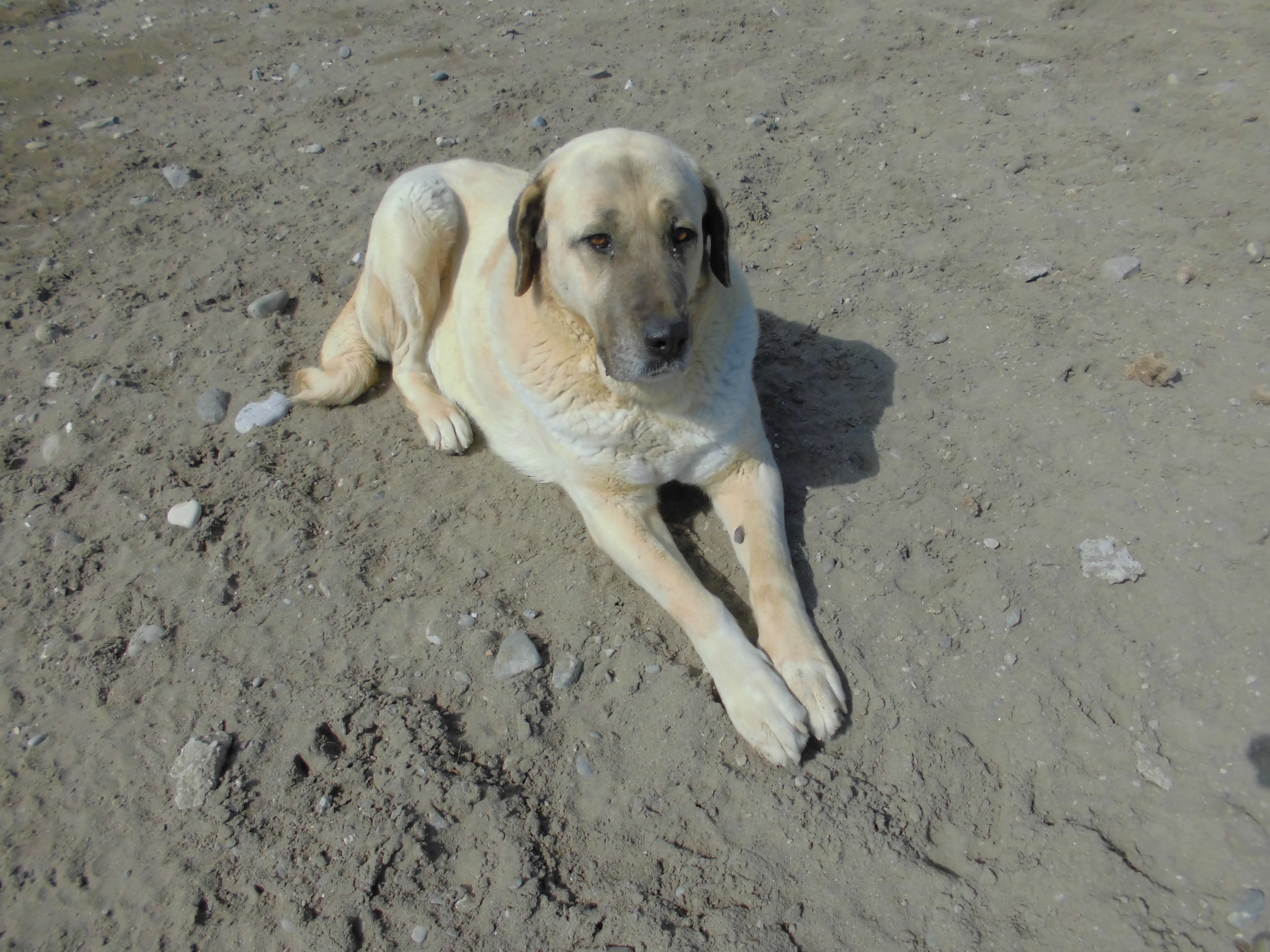 PAŞA Kangal Köpek fotoğrafı
