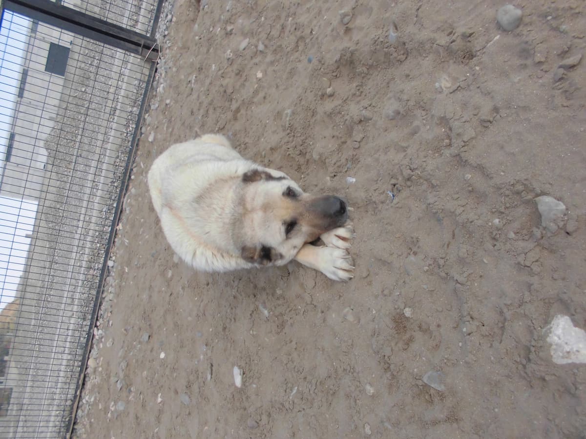 Cici Kangal Köpek fotoğrafı