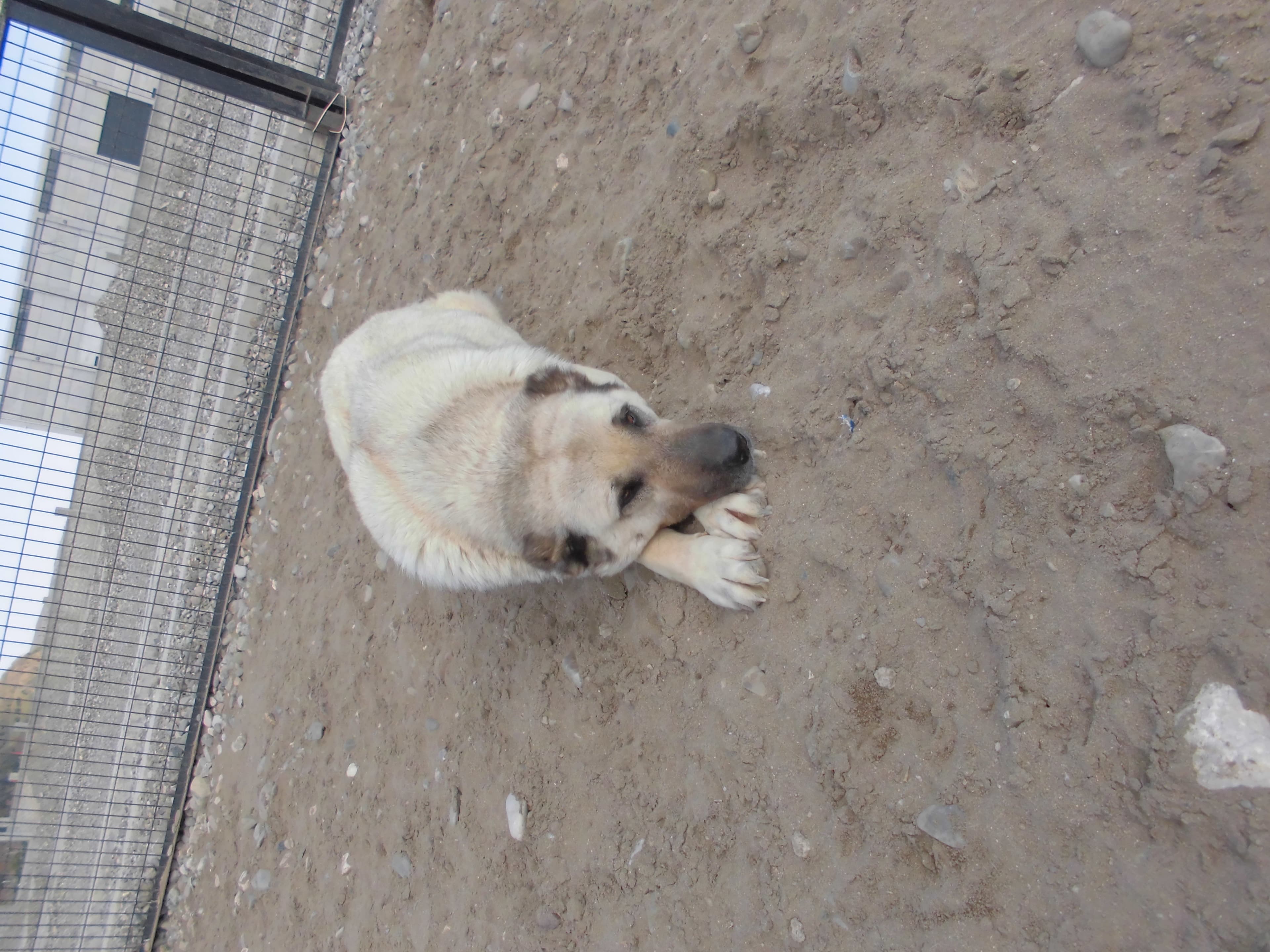 CİCİ Kangal Köpek fotoğrafı