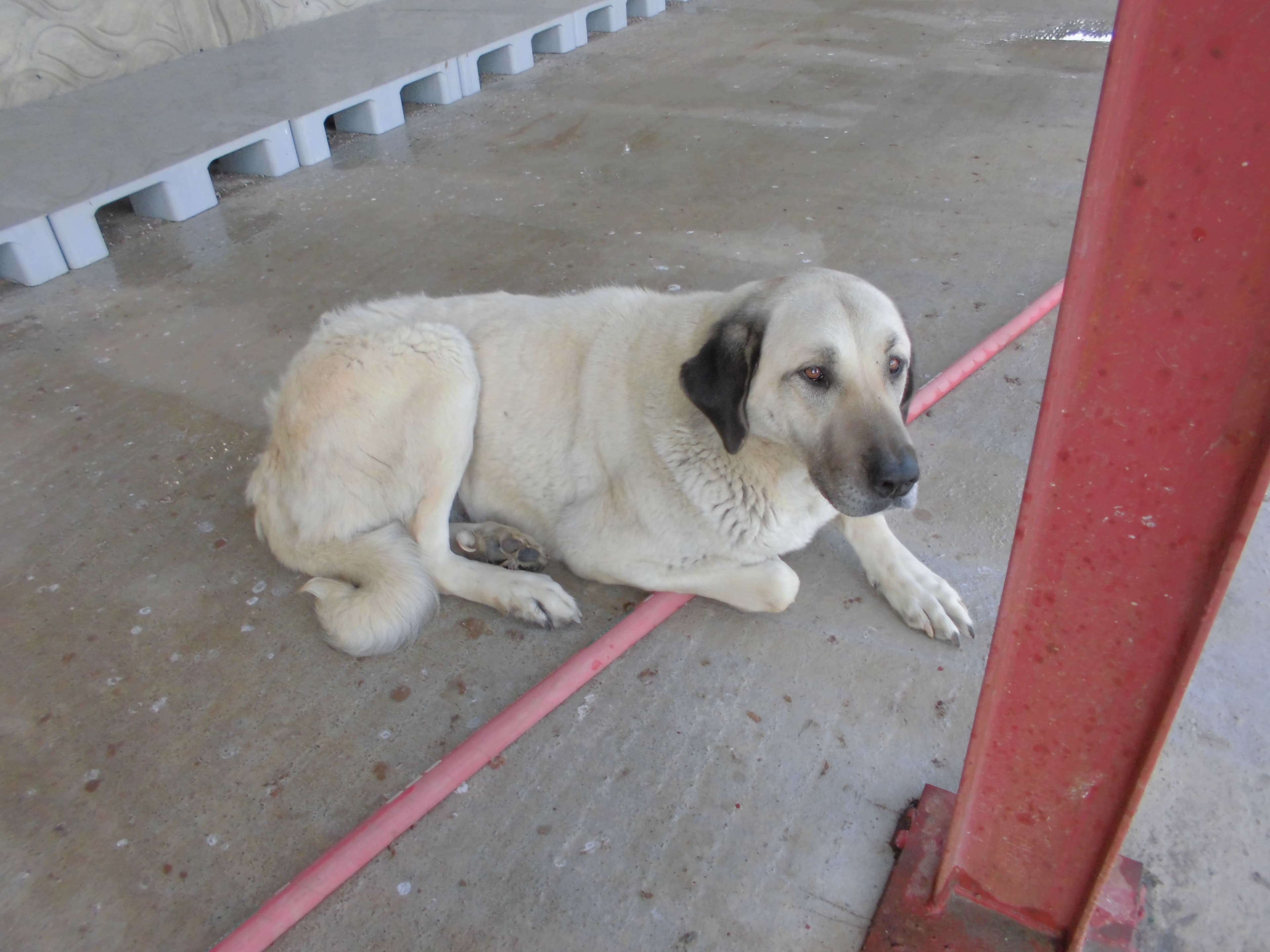 LUCKY Kangal Köpek fotoğrafı