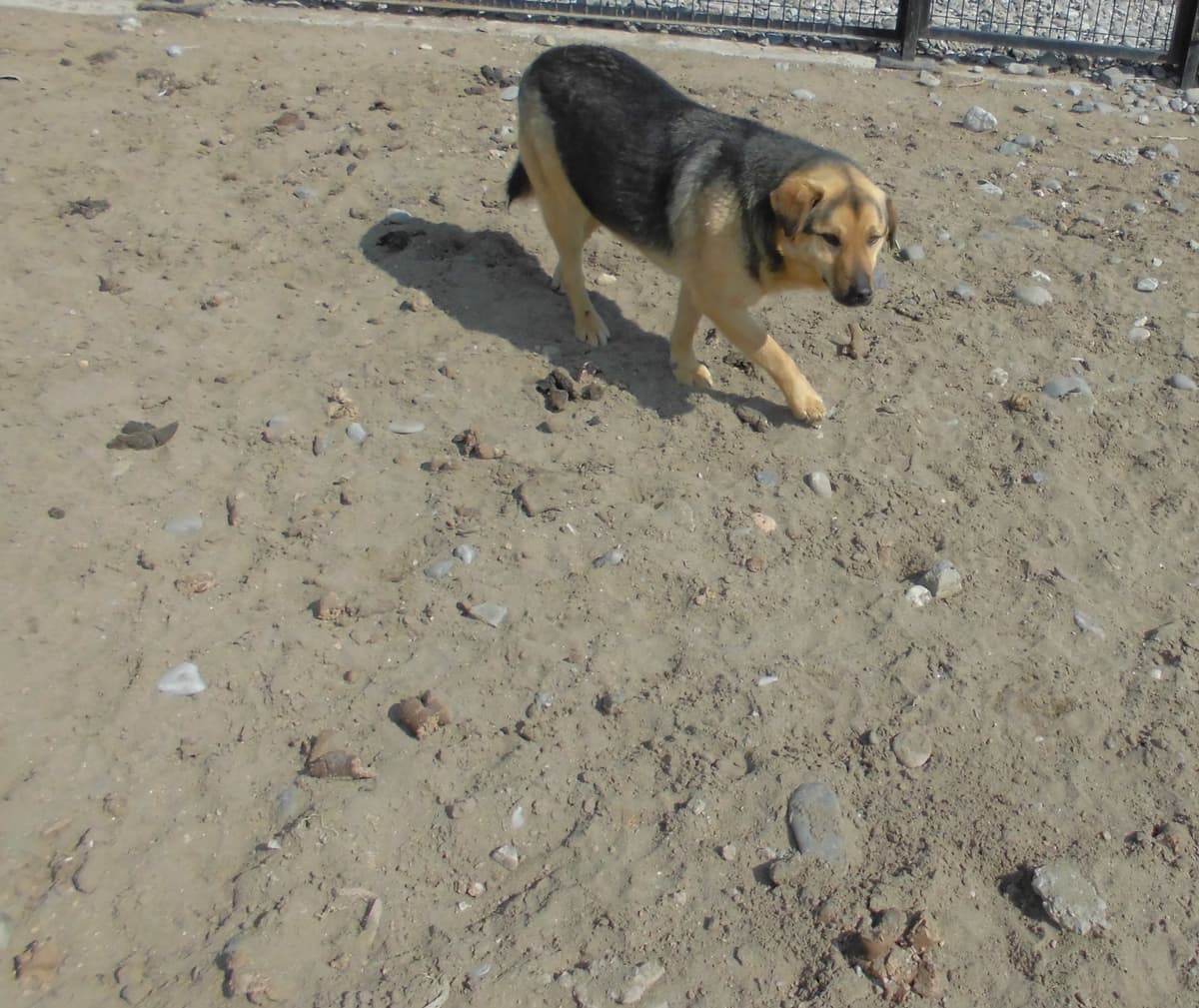 Mocha Melez Köpek fotoğrafı