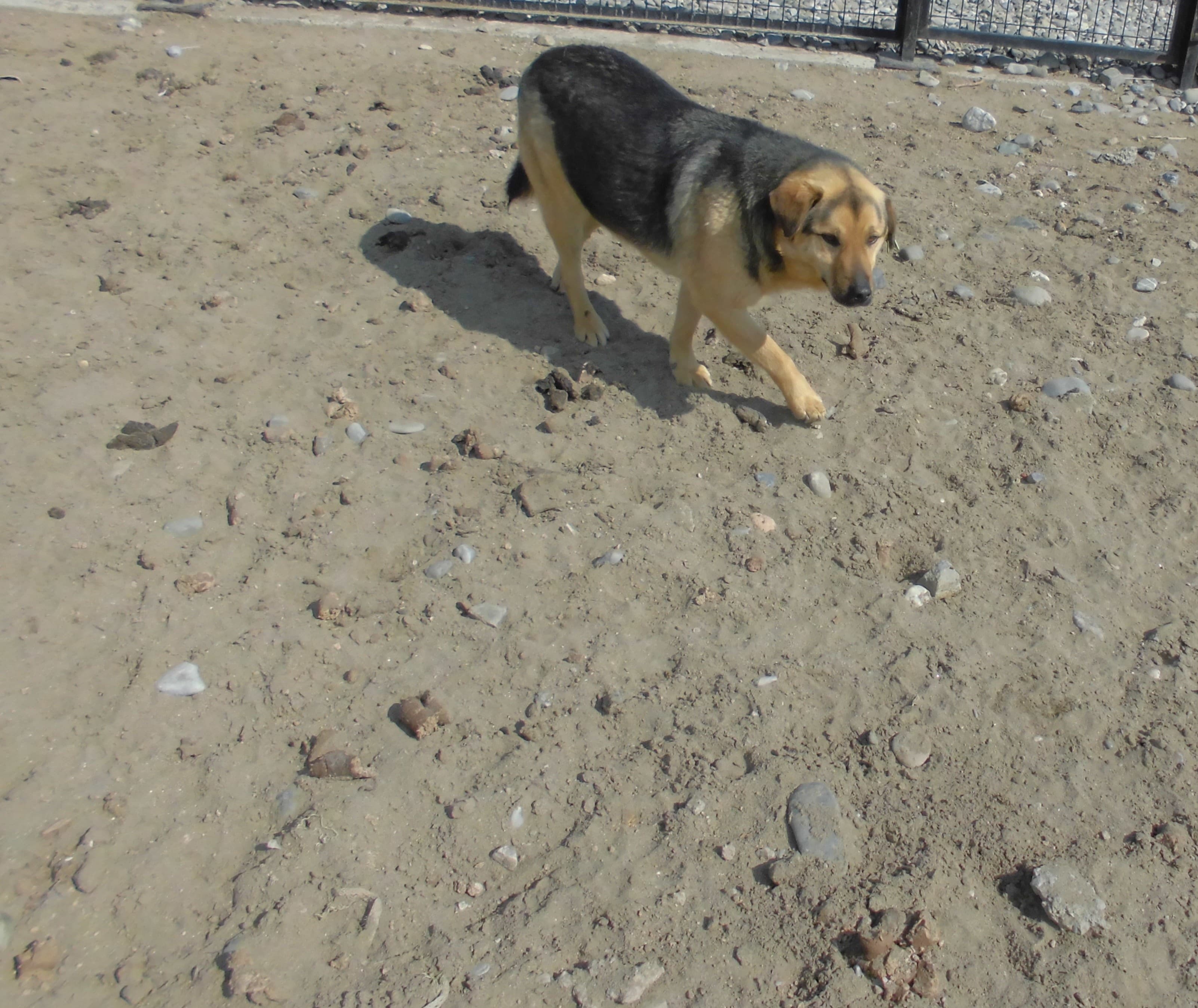MOCHA Melez Köpek fotoğrafı