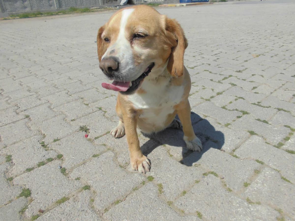 Mavi Melez Köpek fotoğrafı