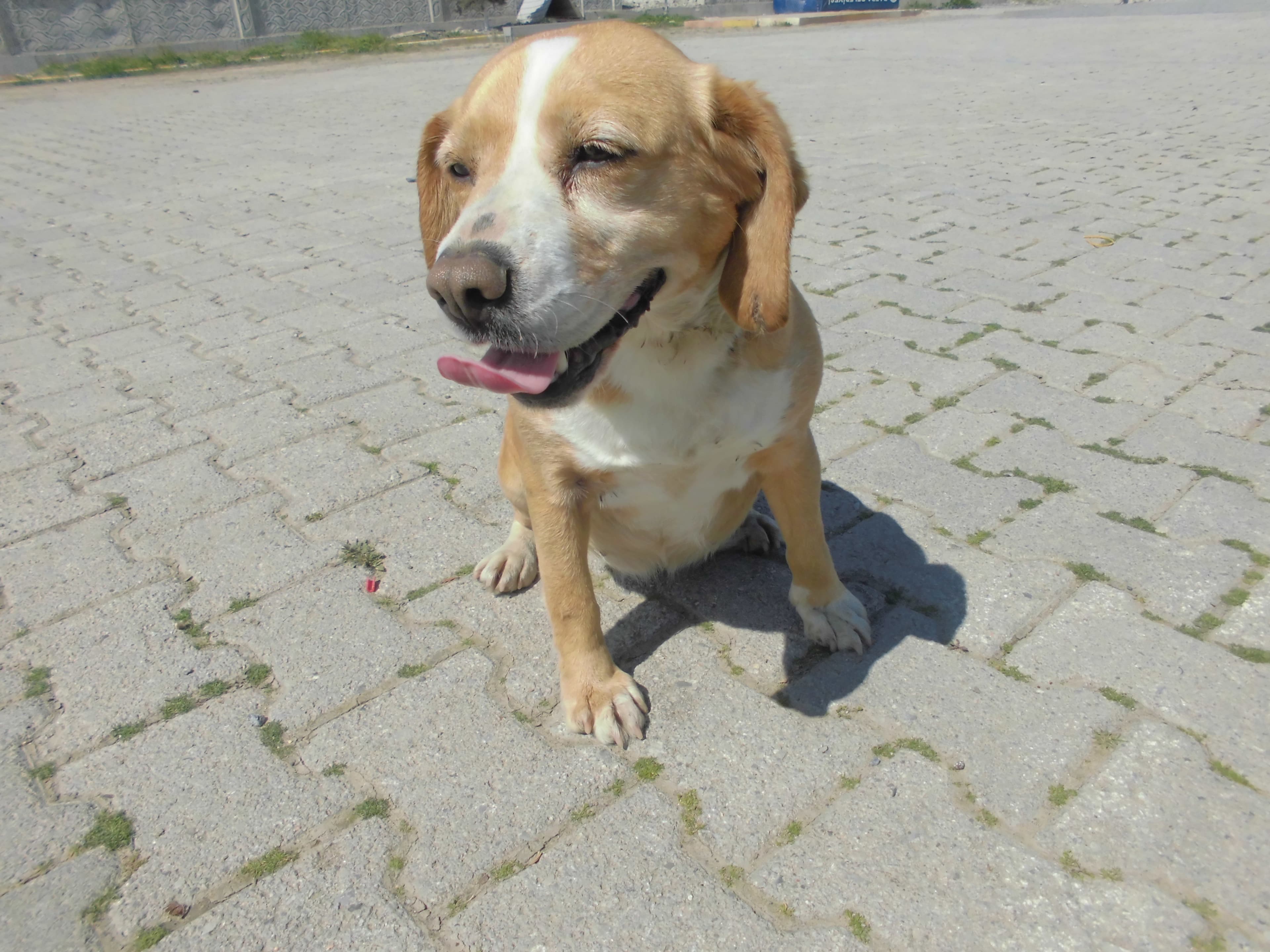 MAVİ Melez Köpek fotoğrafı