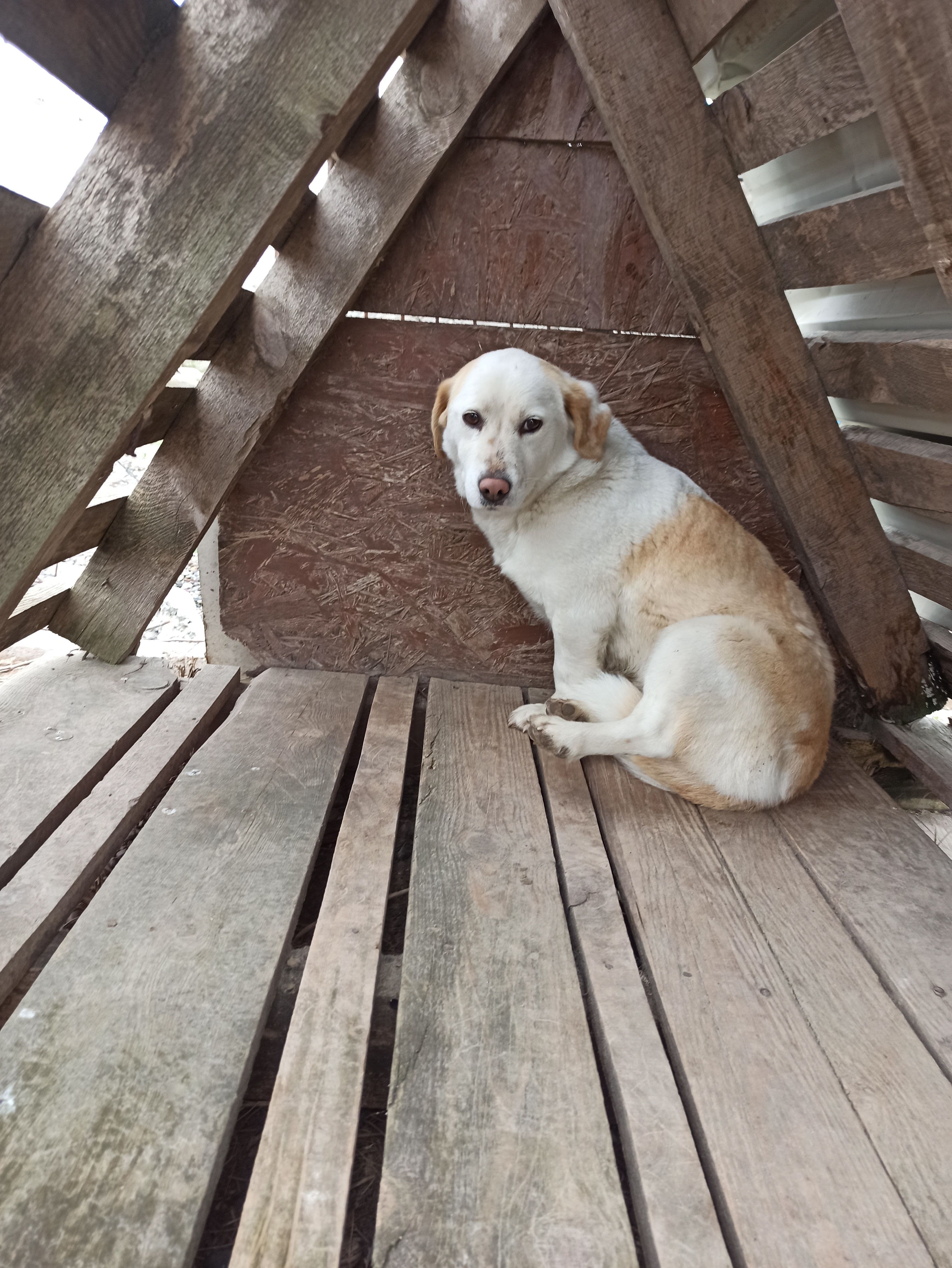 FIŞFIŞ Melez Köpek fotoğrafı