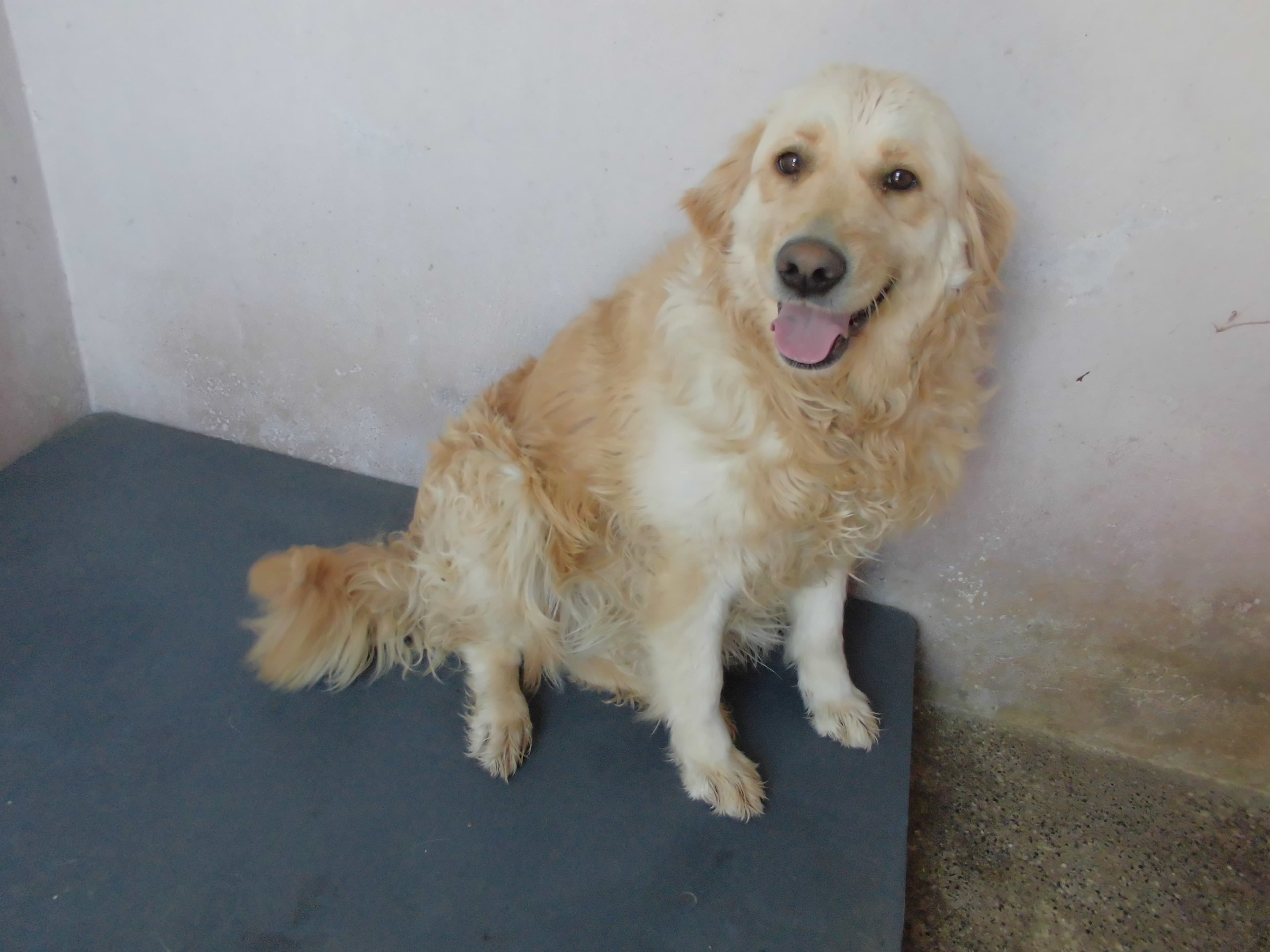 LİLA Golden Köpek fotoğrafı