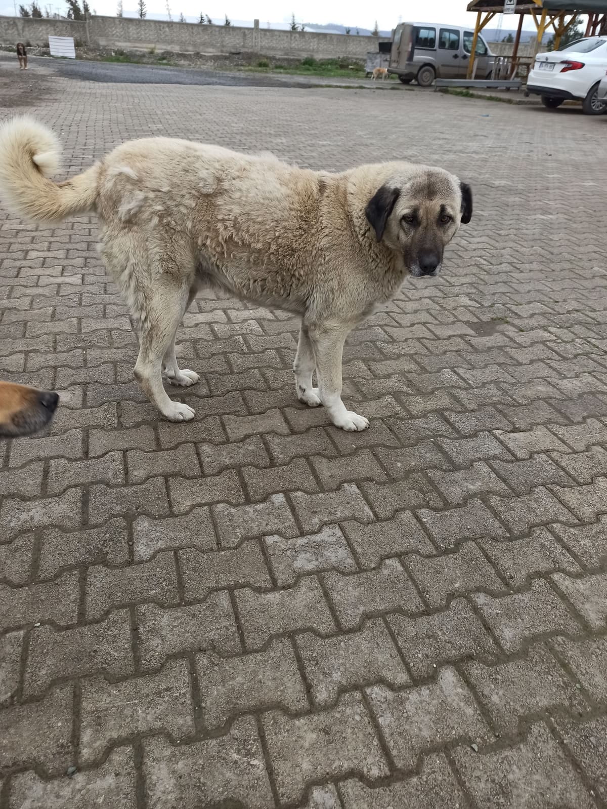 Lady Kangal Köpek fotoğrafı