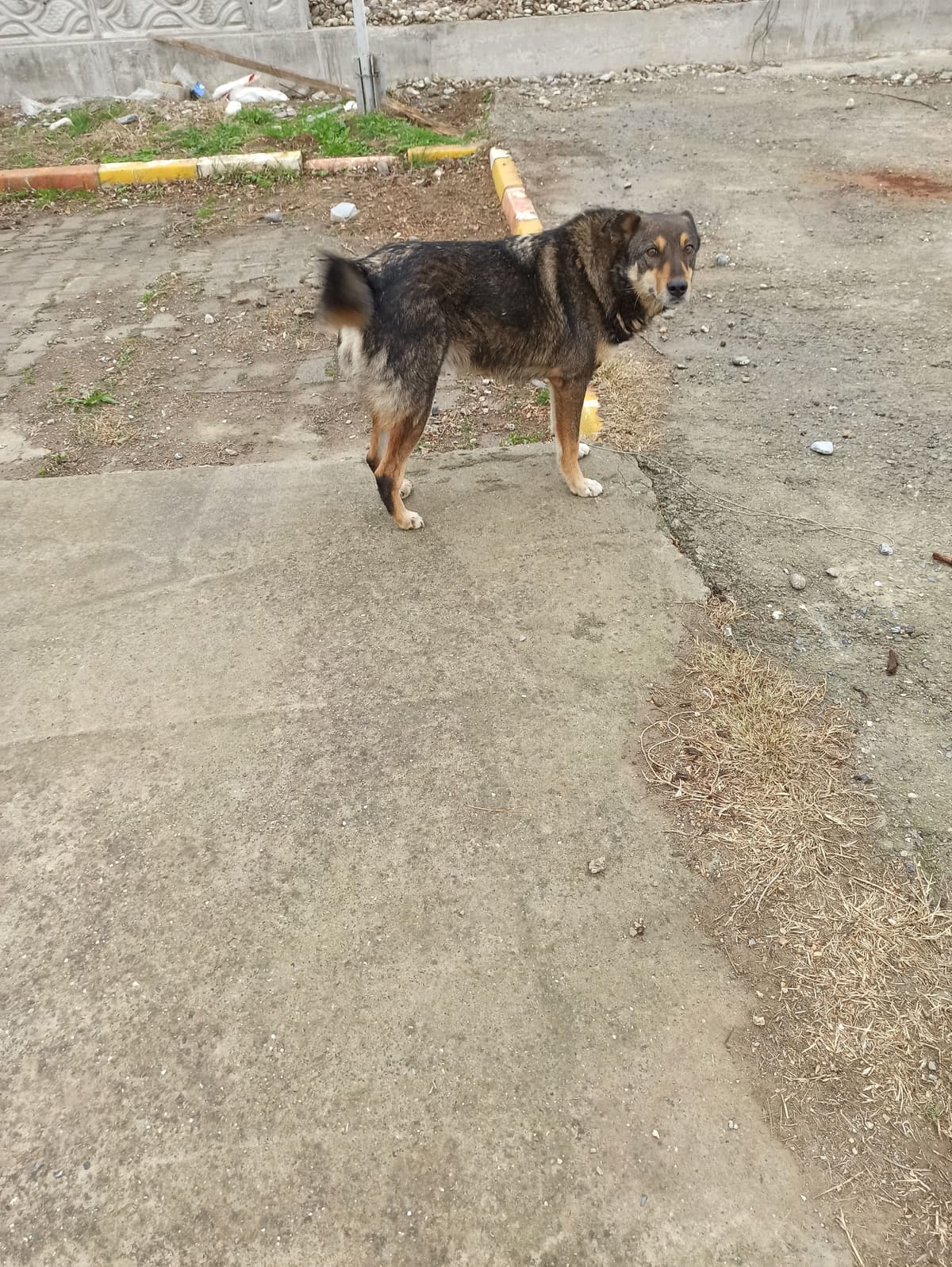Cango Melez Köpek fotoğrafı