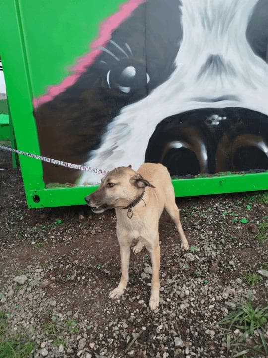 Balikesir Melez 100 Melez Köpek, Balıkesir