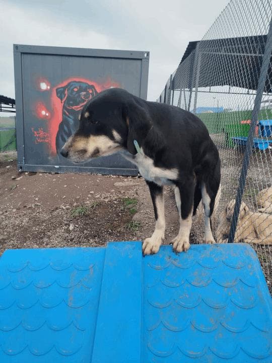 Balikesir Melez 102 Melez Köpek, Balıkesir