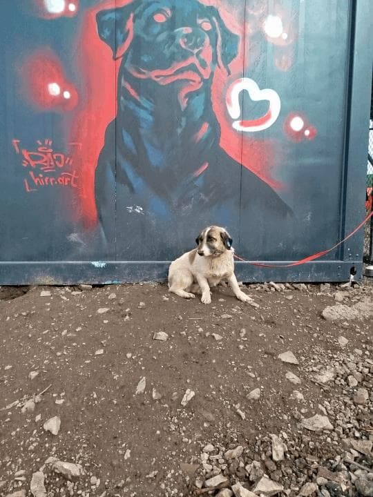 Balikesir Melez 104 Melez Köpek, Balıkesir