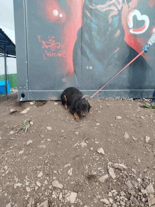 Balikesir Melez 105 Melez Köpek, Balıkesir