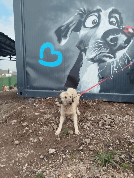 Balikesir Melez 106 Melez Köpek, Balıkesir