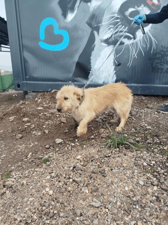 Balikesir Terrier 107 Terrier Köpek, Balıkesir