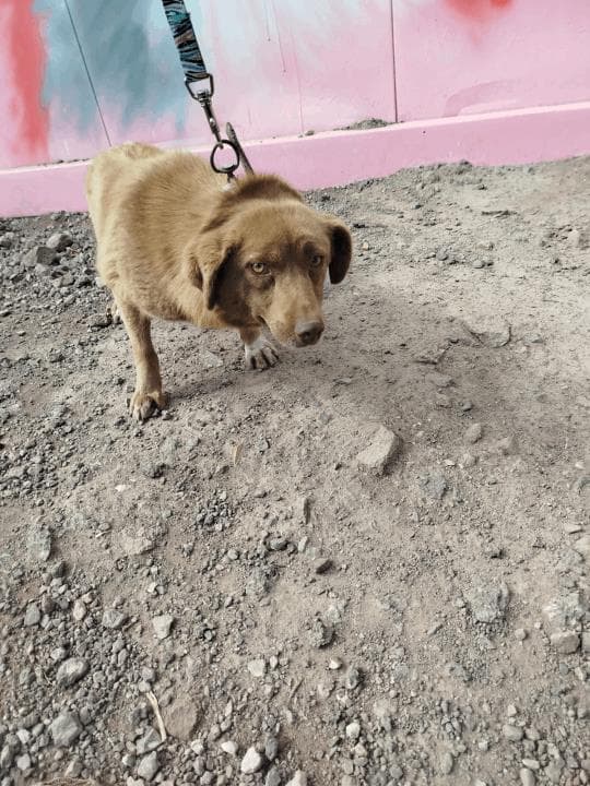 Balikesir Melez 111 Melez Köpek, Balıkesir