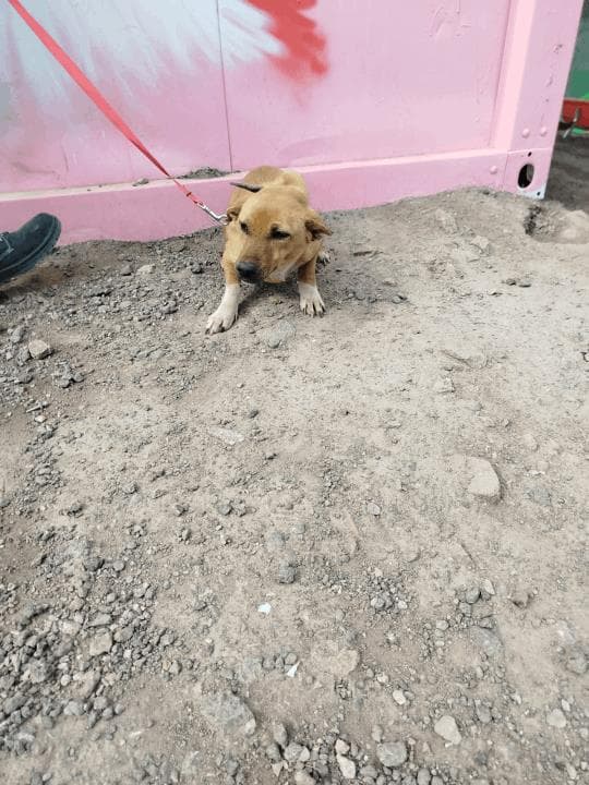 Balikesir Melez 112 Melez Köpek, Balıkesir